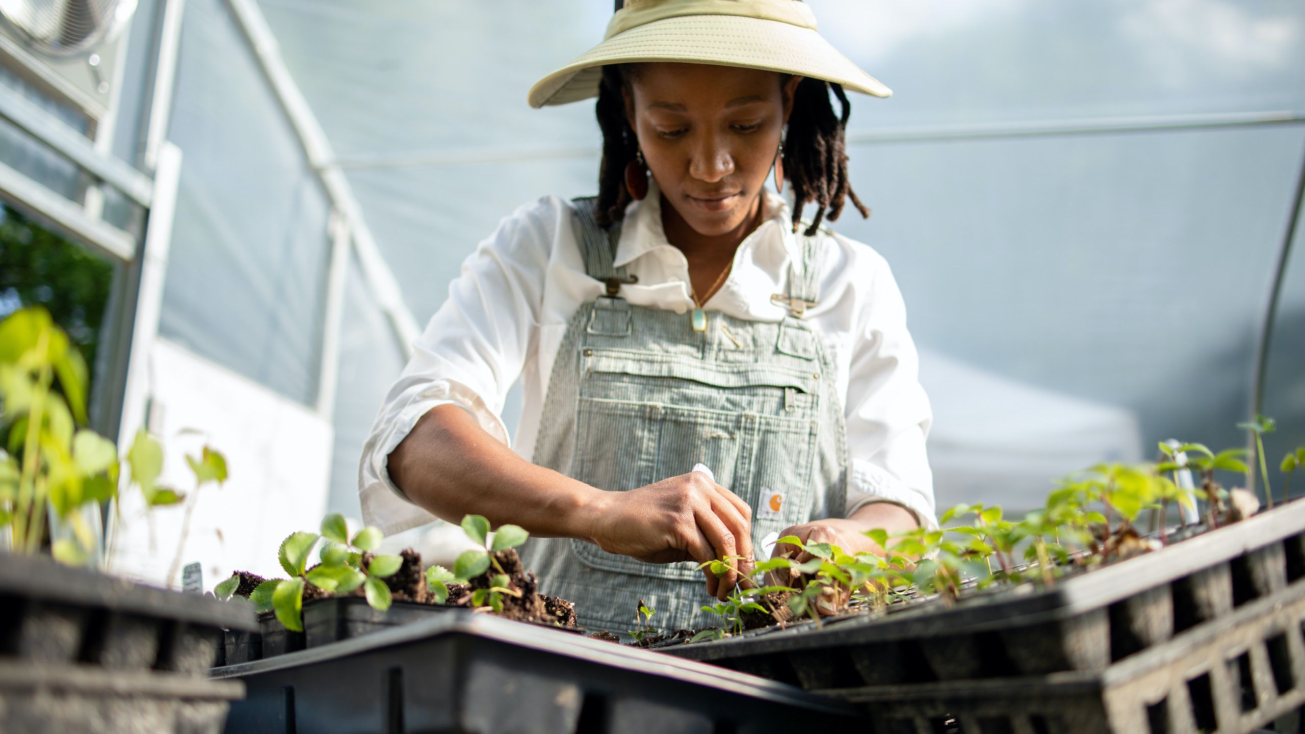 A student works with plant starts in a greenhouse