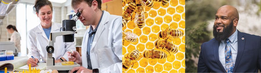 Composite image of a student and professor using a microscope, a honeybee hive, and a professor in a suit and tie