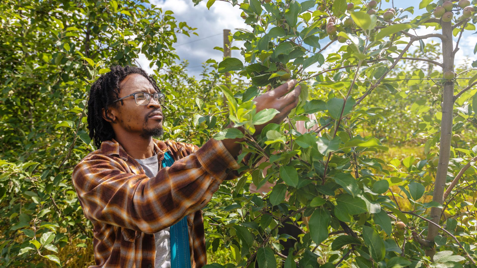 An individual in a lush field examining a plant.