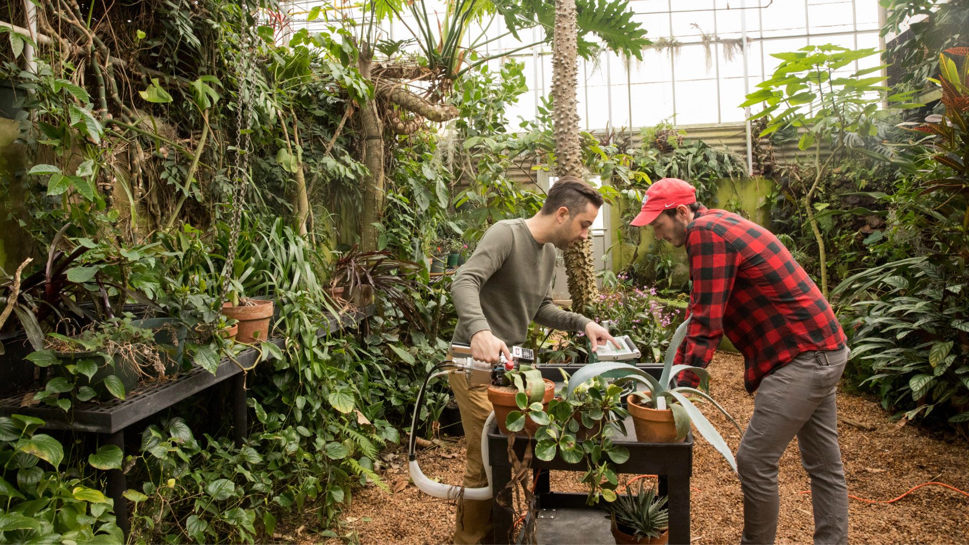 Two individuals standing in a lush greenhouse tending plants.