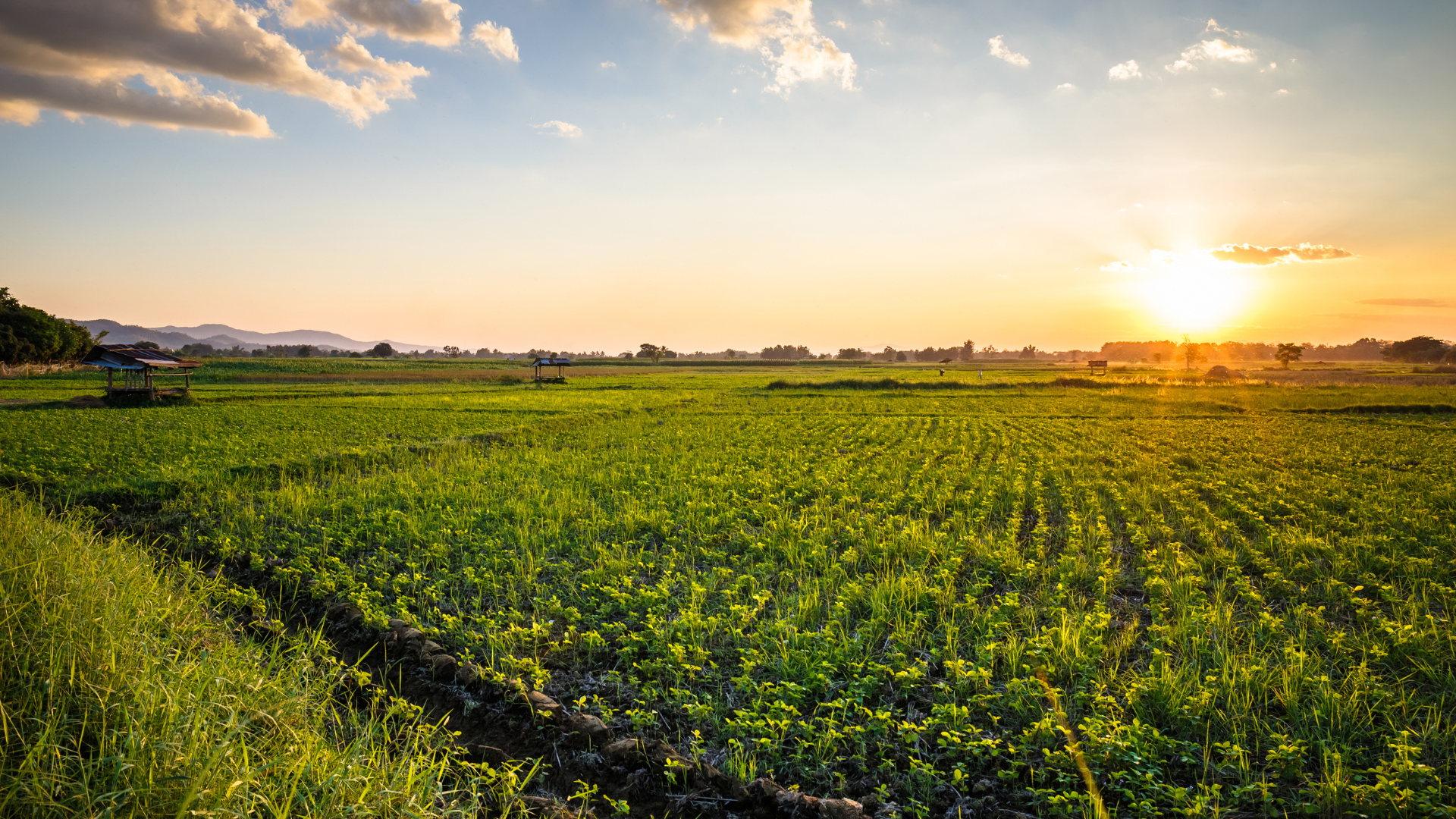 A peanut farm with the sun setting in the distance.