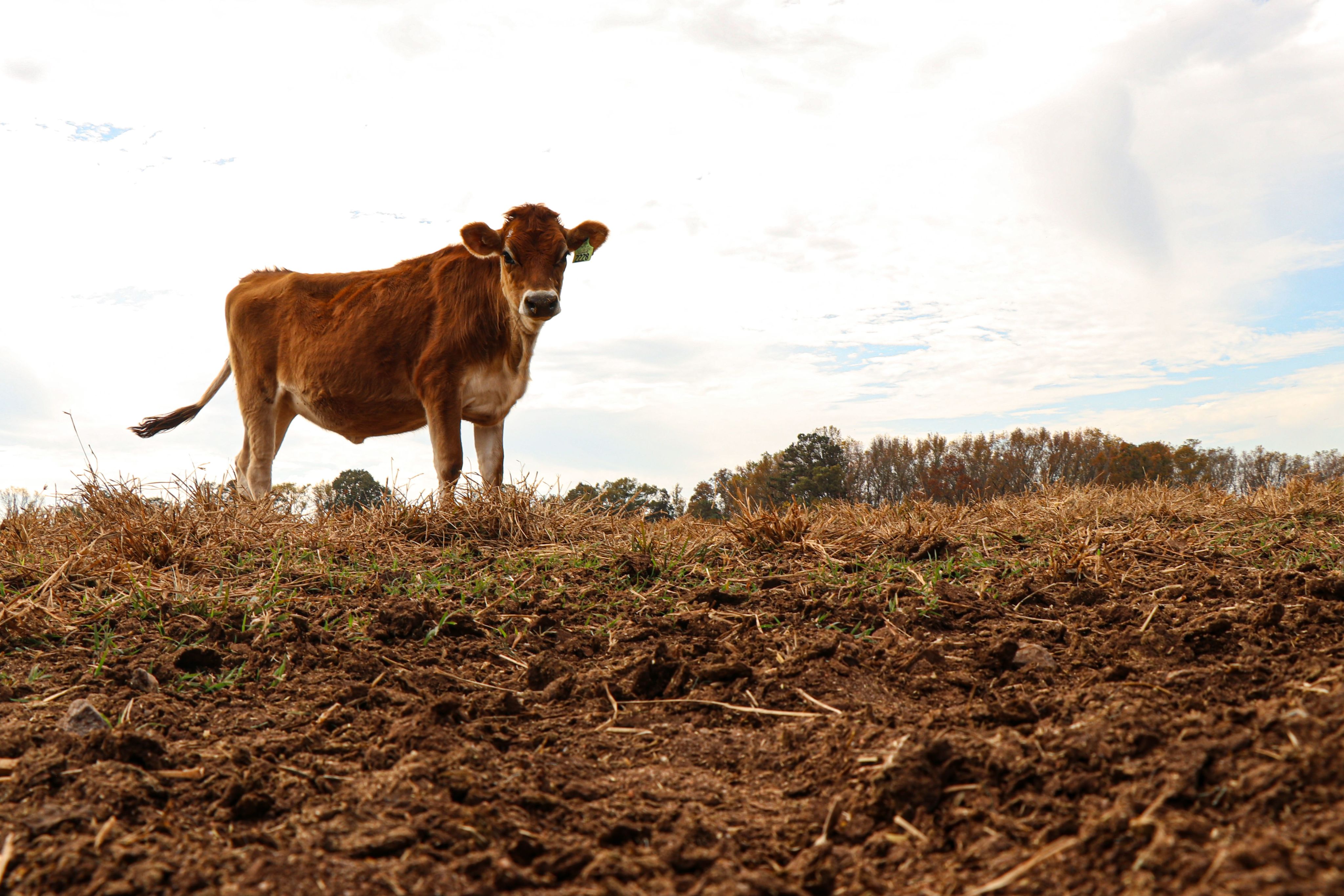 A red cow standing on a hill.