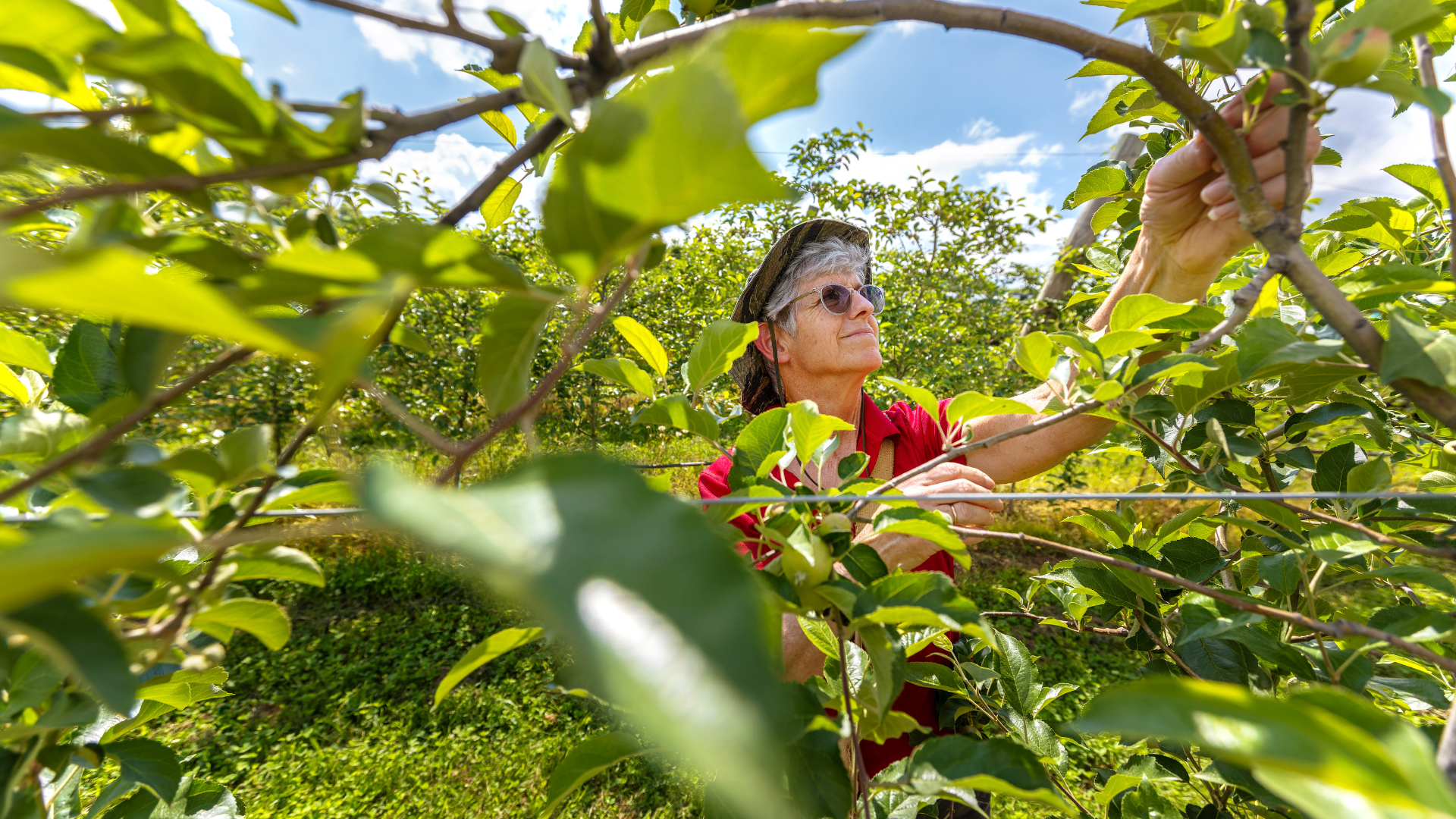 A farmer picking produce from a tree.