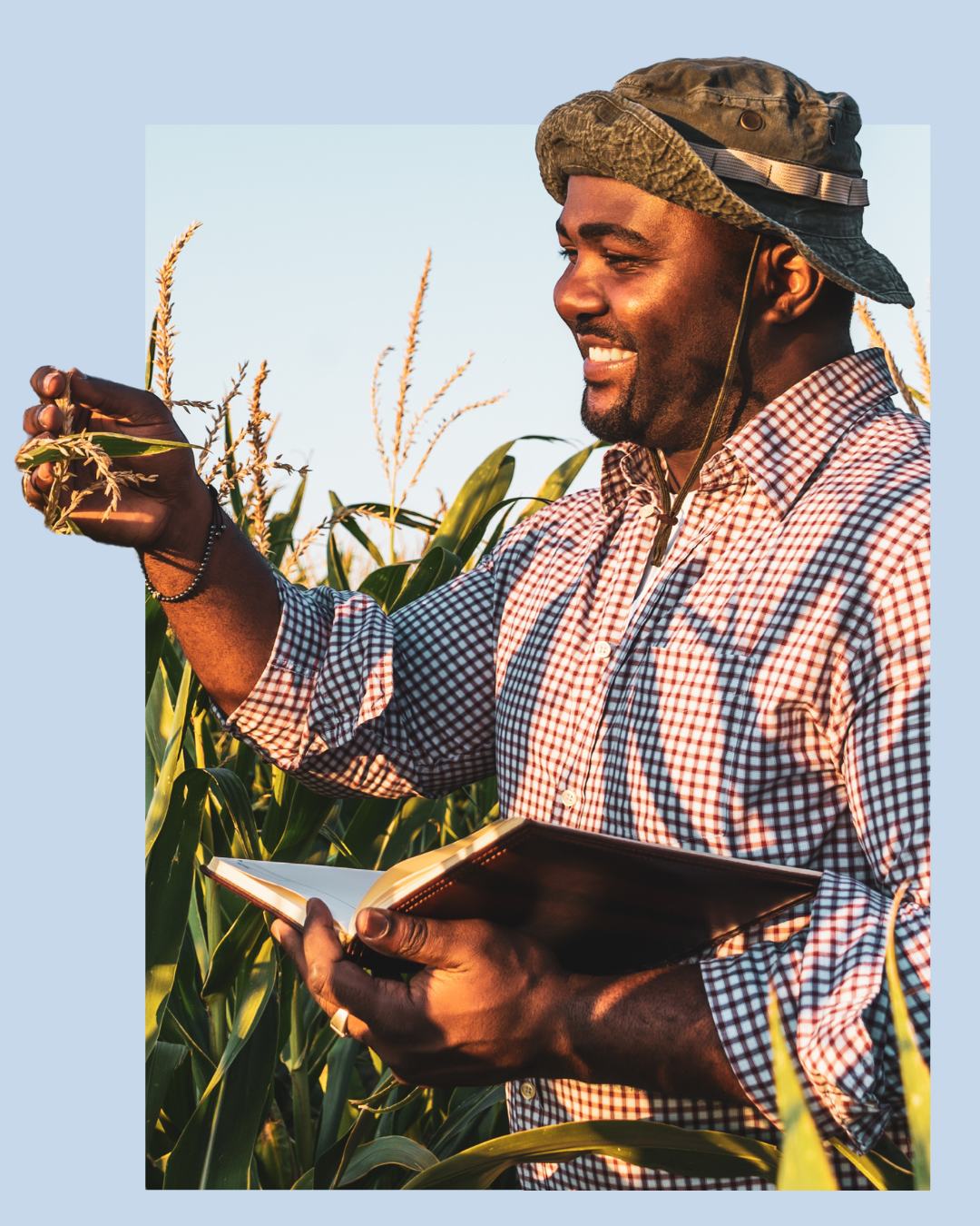 A closeup of an individual in a corn field with a journal reaching out to touch one of the corn plants.
