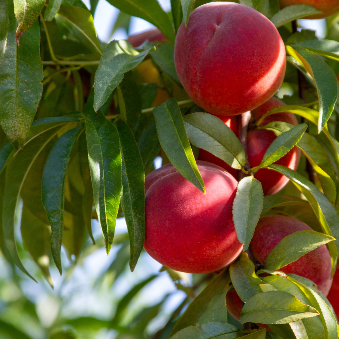 Ripe peaches on a lush green branch.