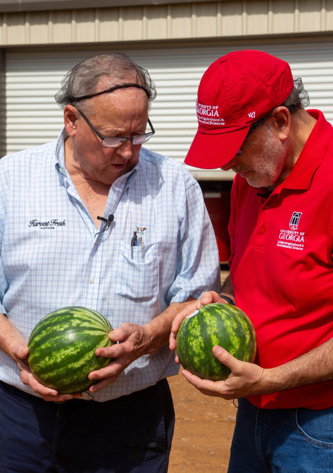 Two individuals examining watermelons.