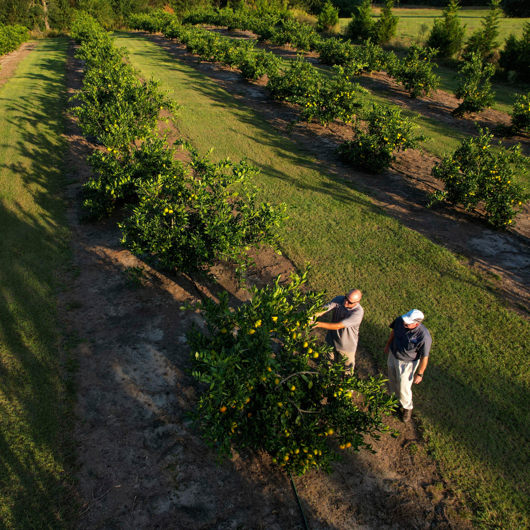 Two farmers tending crops in a field.