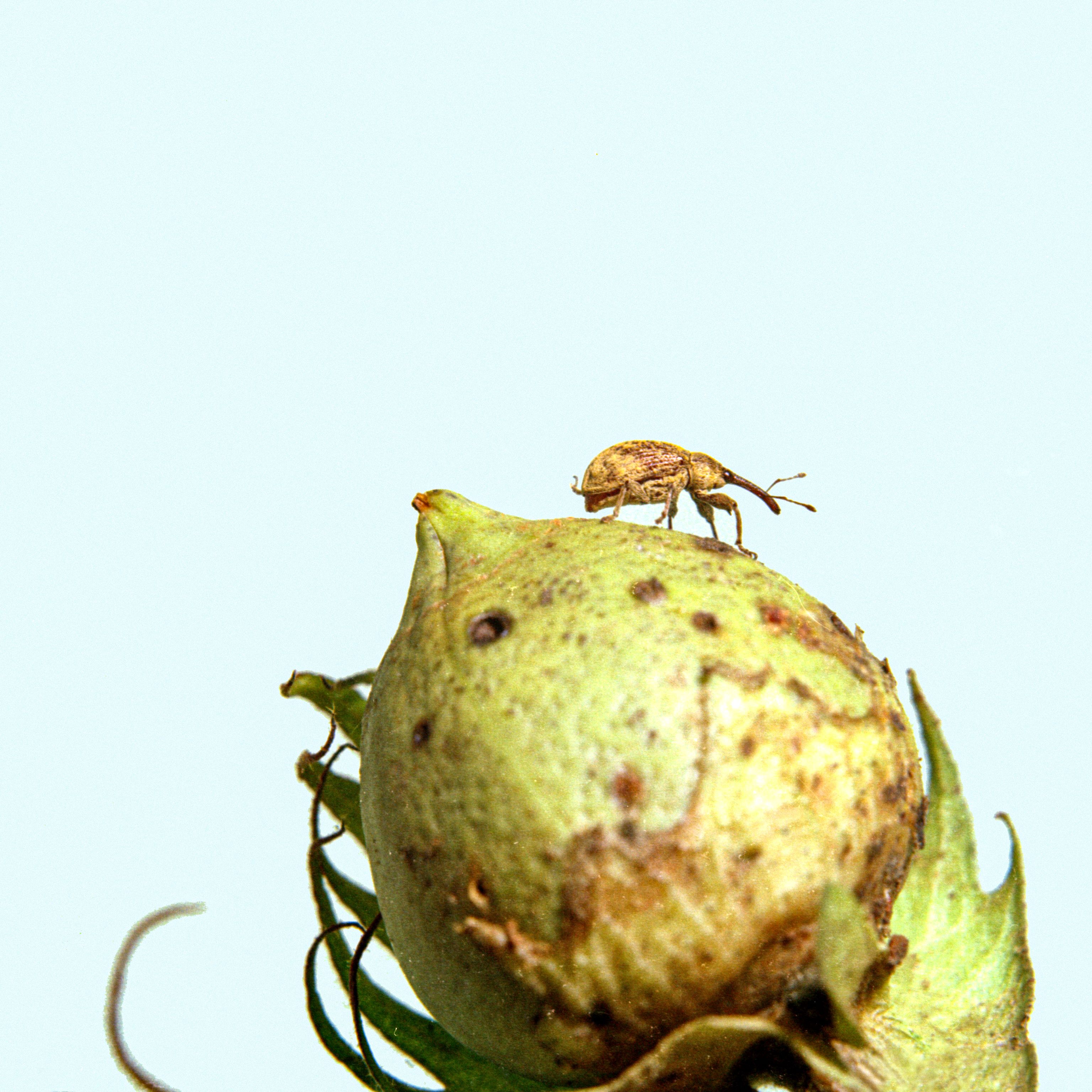 A small weevil perches atop a green cotton boll with visible spots and texture.