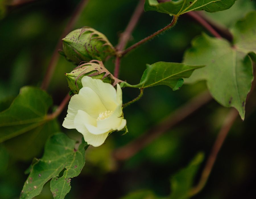 Pale yellow cotton flower blooms on a branch with green leaves and unopened buds.