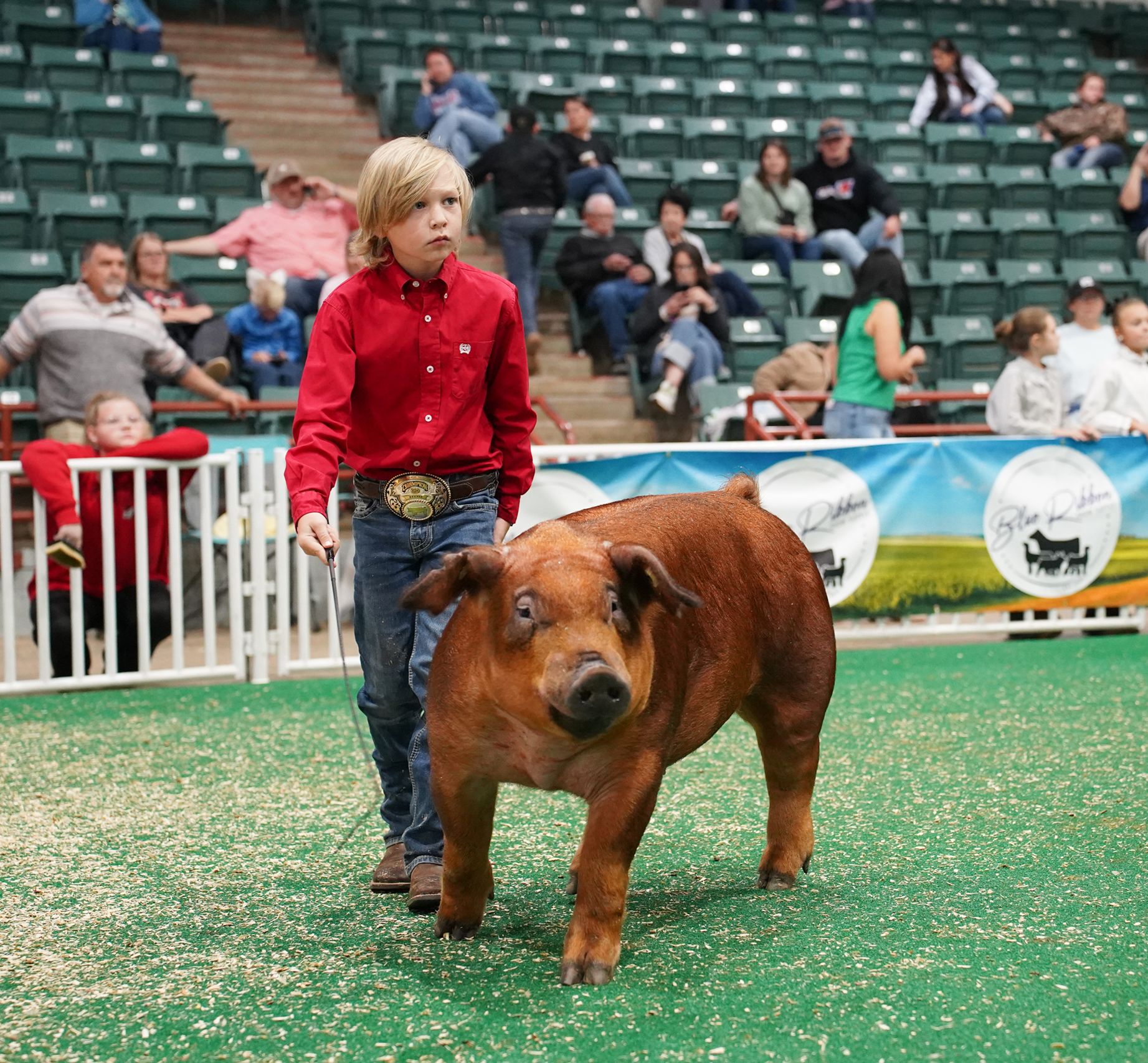 A 4-H'er in a red button up shirt and jeans with a large belt buckle leads his show pig around the ring. 