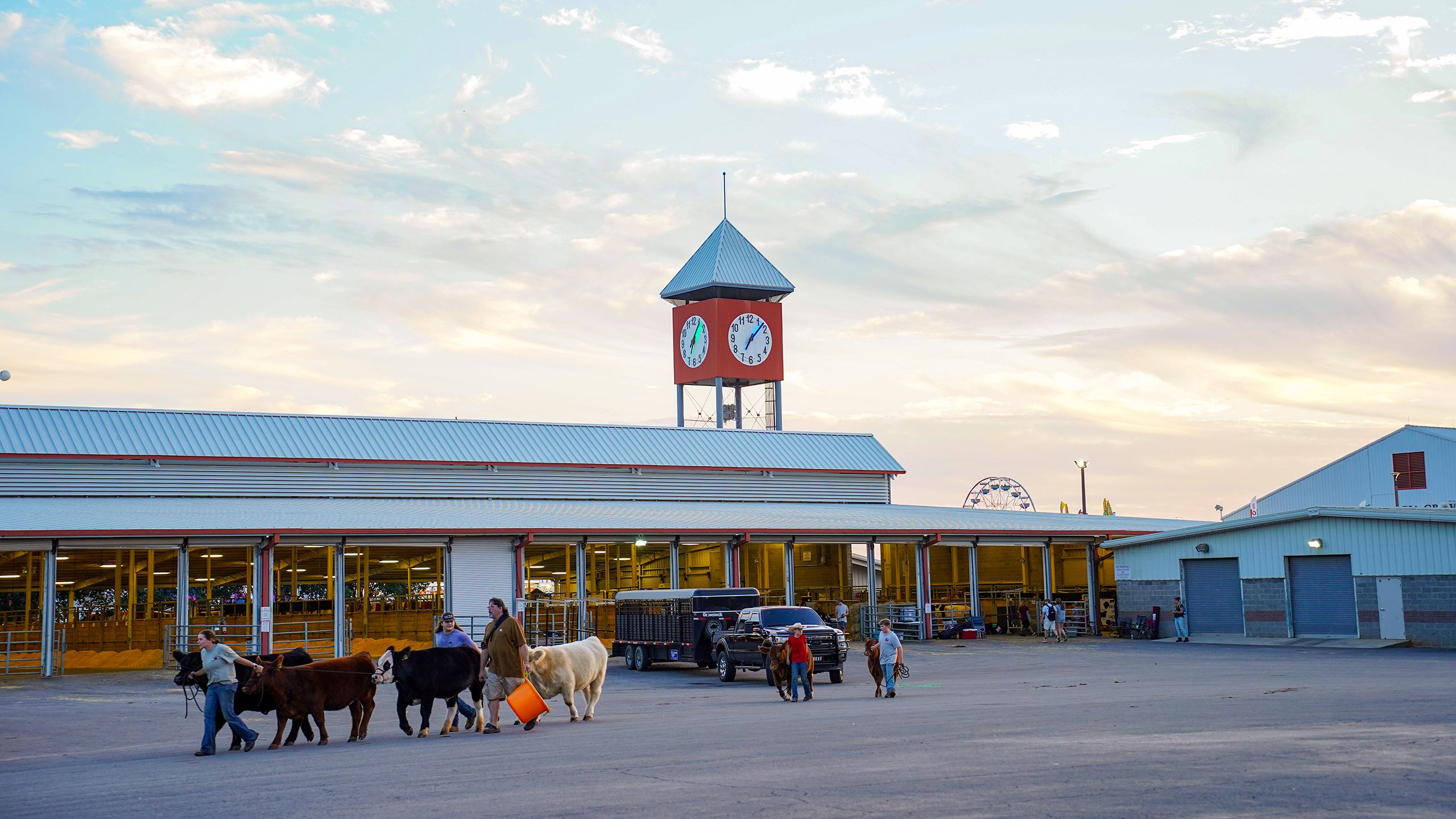 Fair participants lead cows between the cattle stalls and the show ring at the Georgia National Fair.