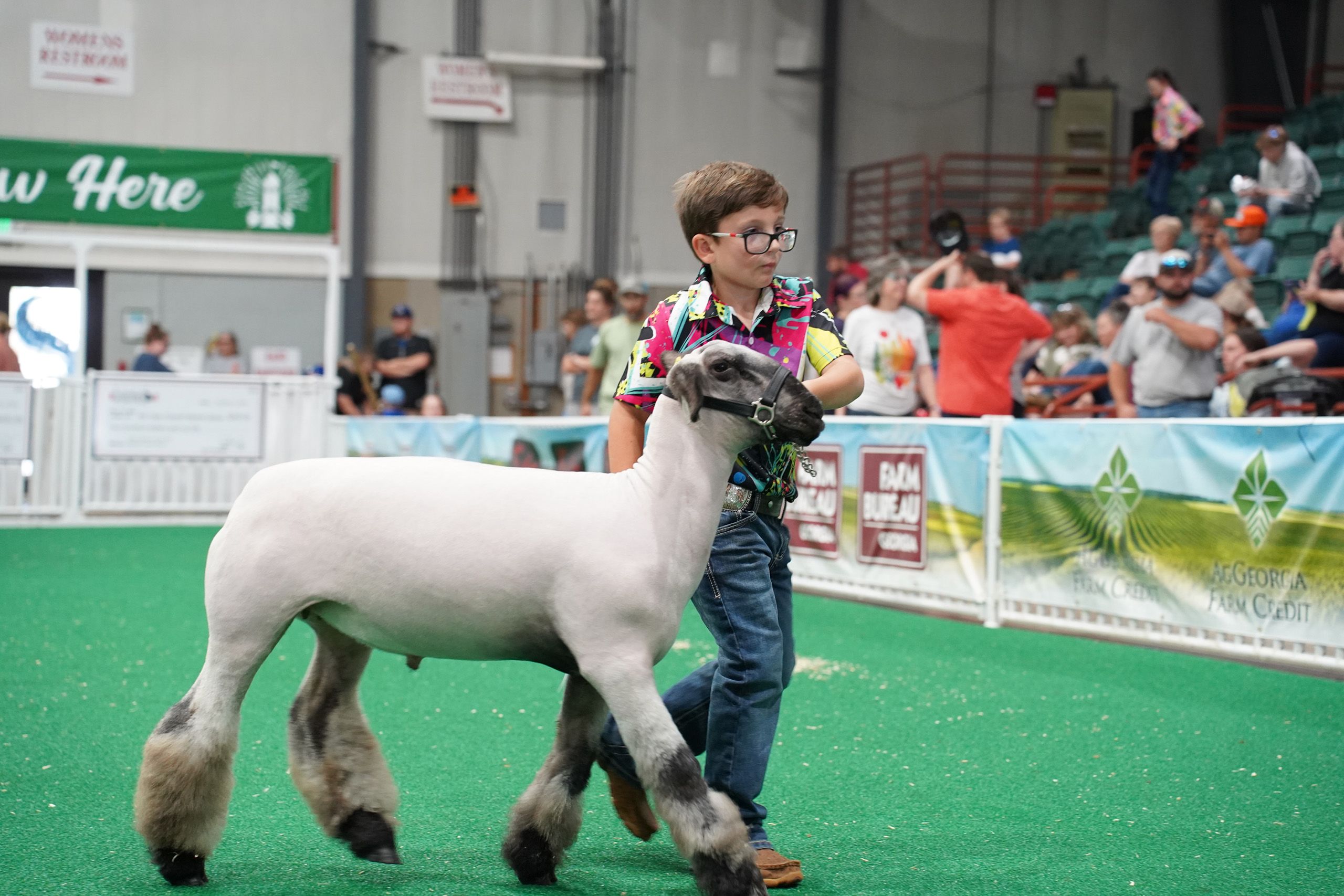 A young 4-H'er in glasses and a colorful shirt leads his sheep through the show ring. 