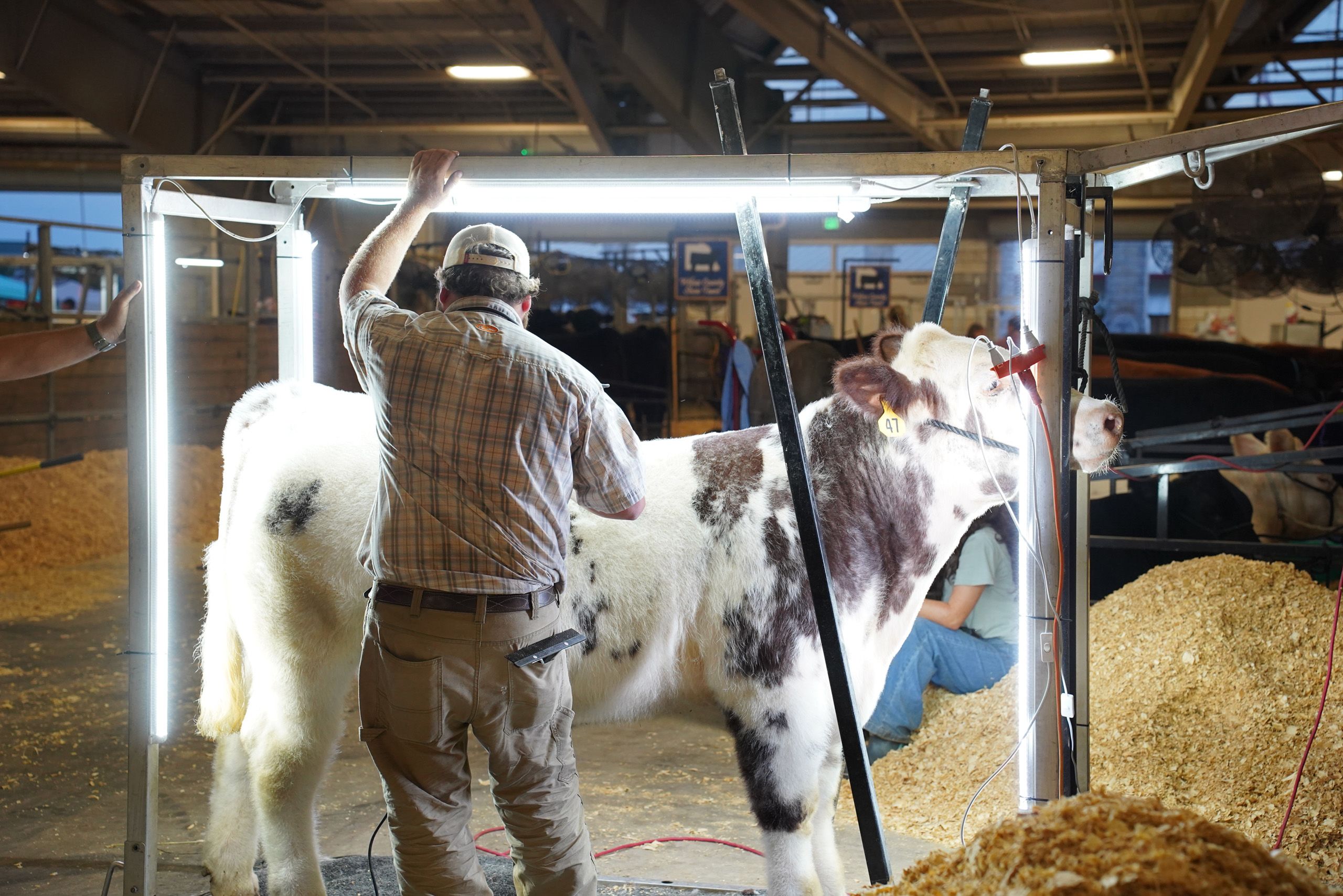 A man washes a cow in preparation for showing at the Georgia National Fair. 