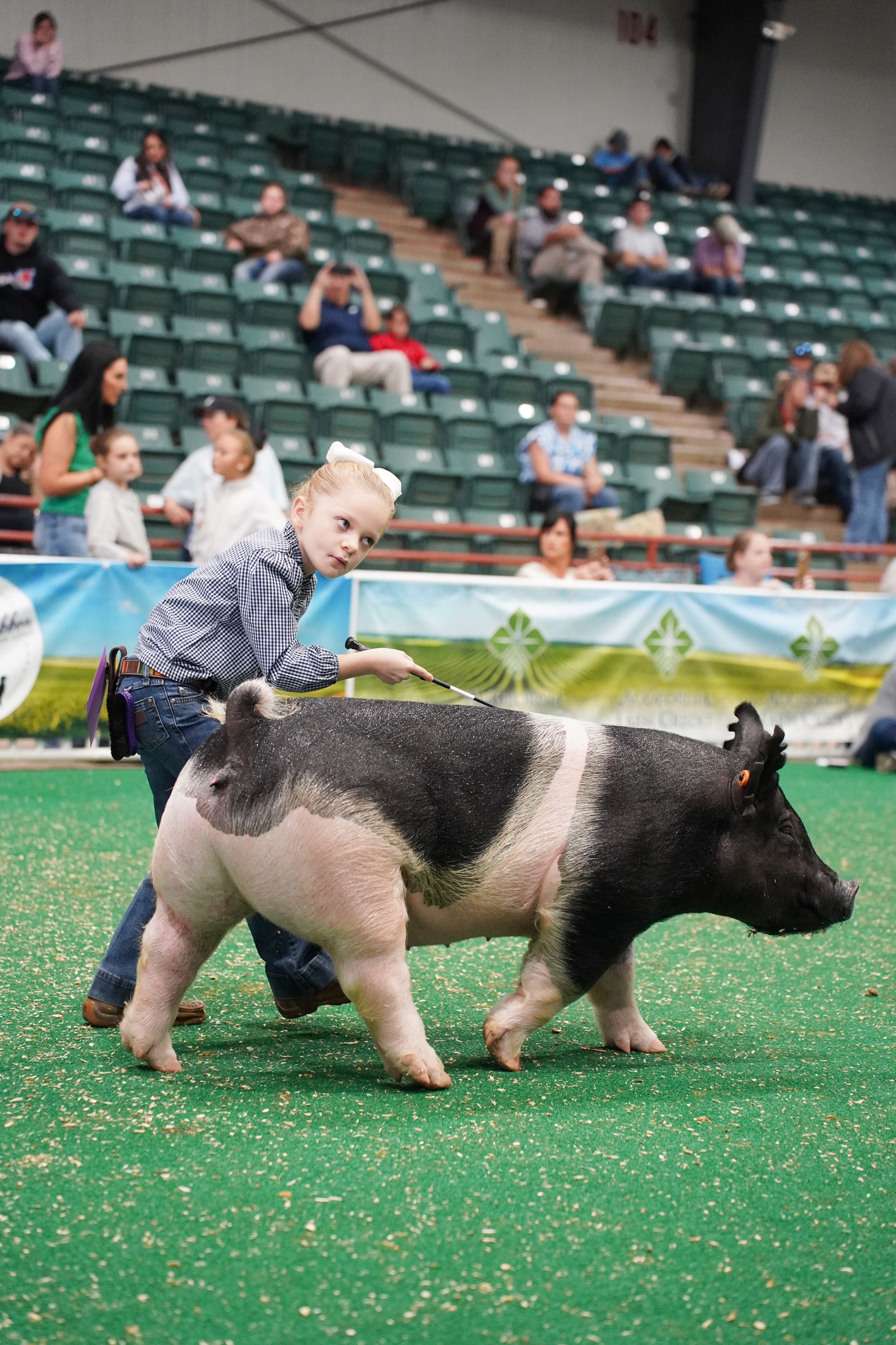 A first grade 4-H students wears an expression of intense concentrates on showing her animal during a swine show at the Georgia National Fair.