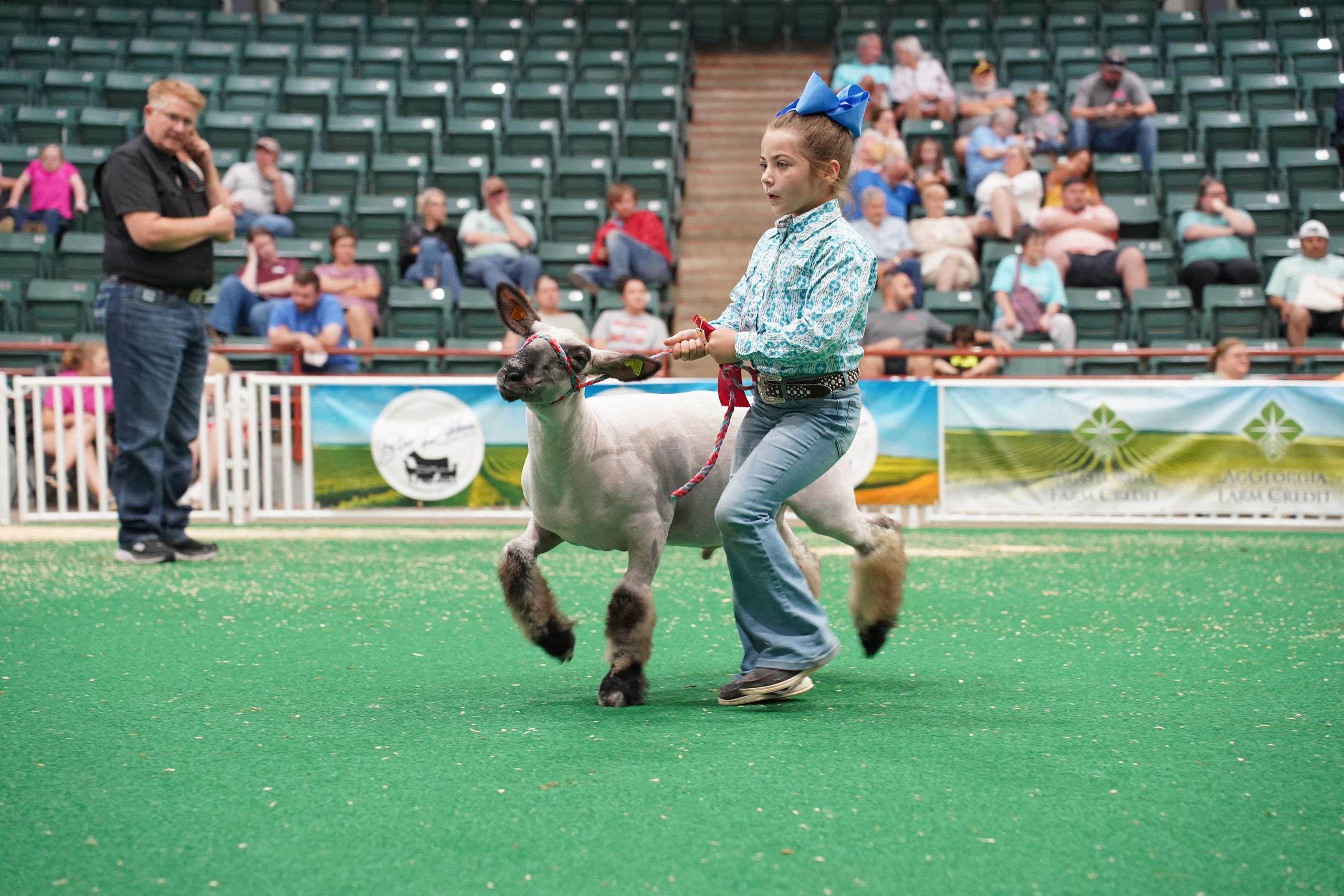 A 4-H participant and her show sheep prance in step with each other during a competition at the Georgia National Fair.