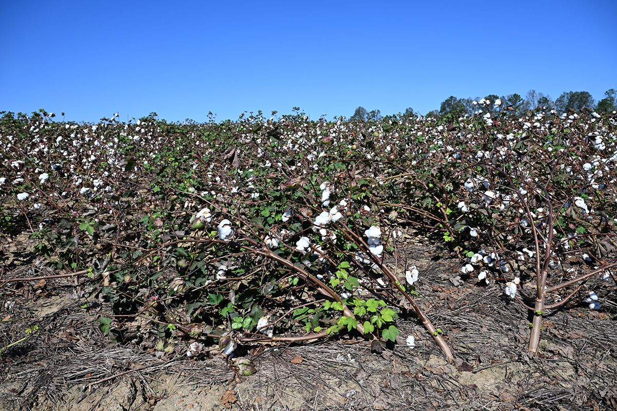 Cotton field with damaged plants, showing signs of hurricane impact under a clear blue sky.