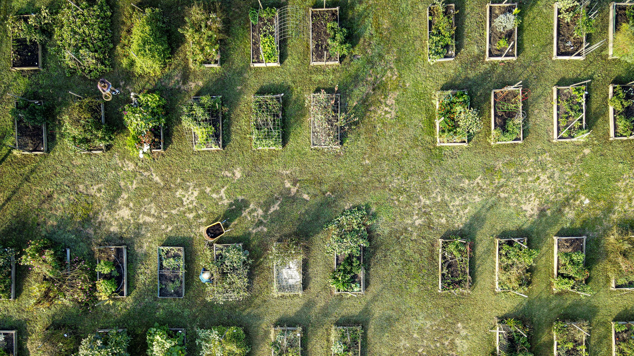 An aerial photo of the Winterville community garden shows neat rows of rectangular raised beds filled with plants.