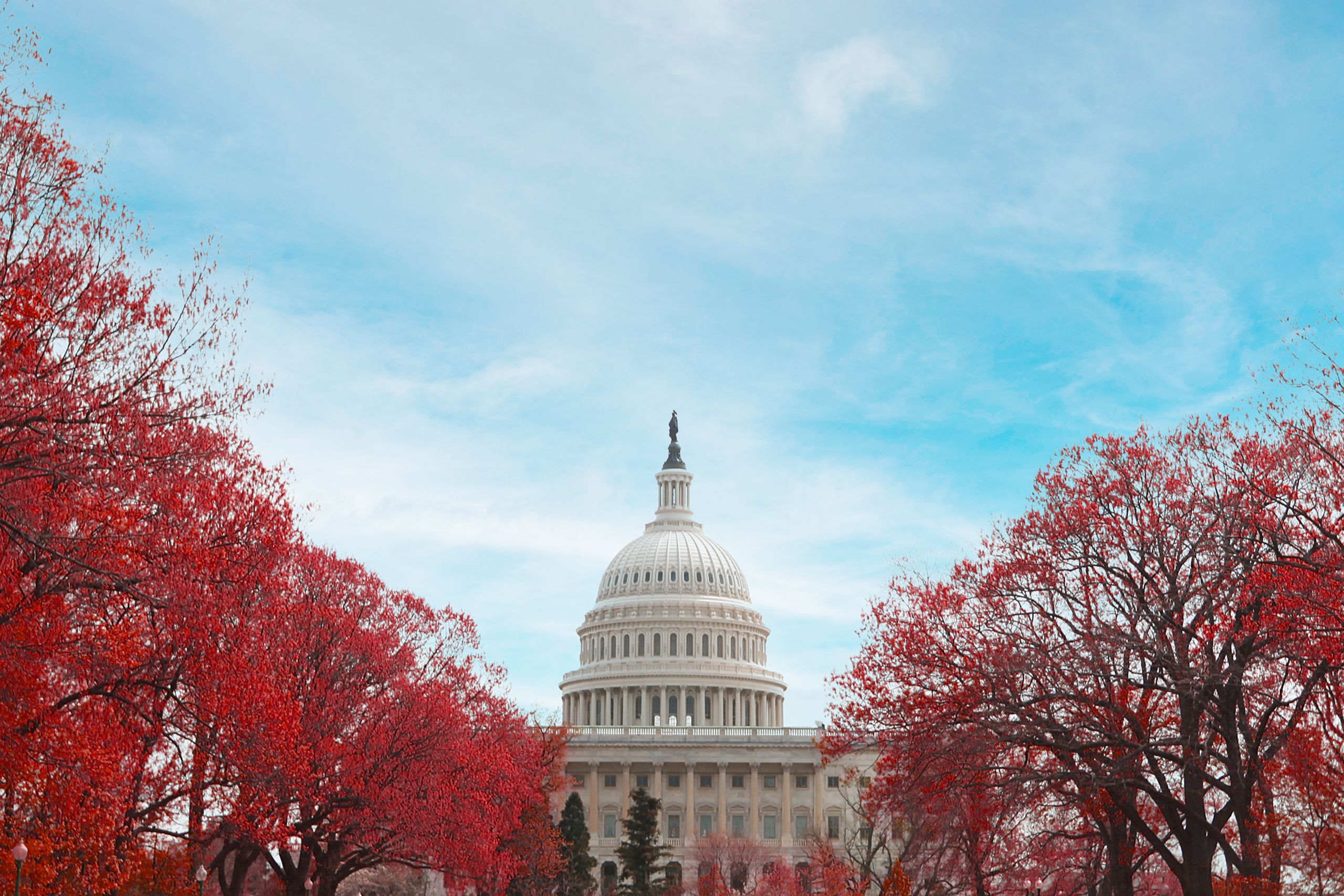 Maple trees with red leaves flank the U.S. Capitol building