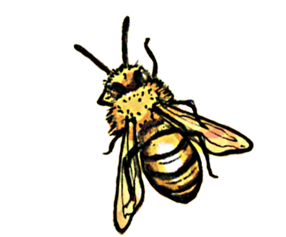 Honeybee