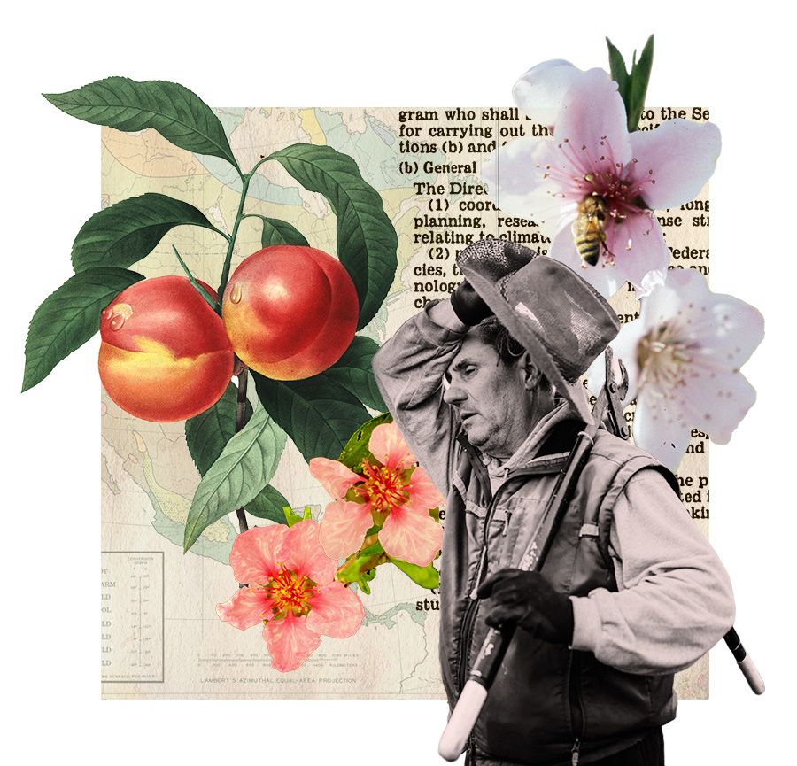 Collage of a gardener holding shears, peaches, and peach blossoms over newsprint background