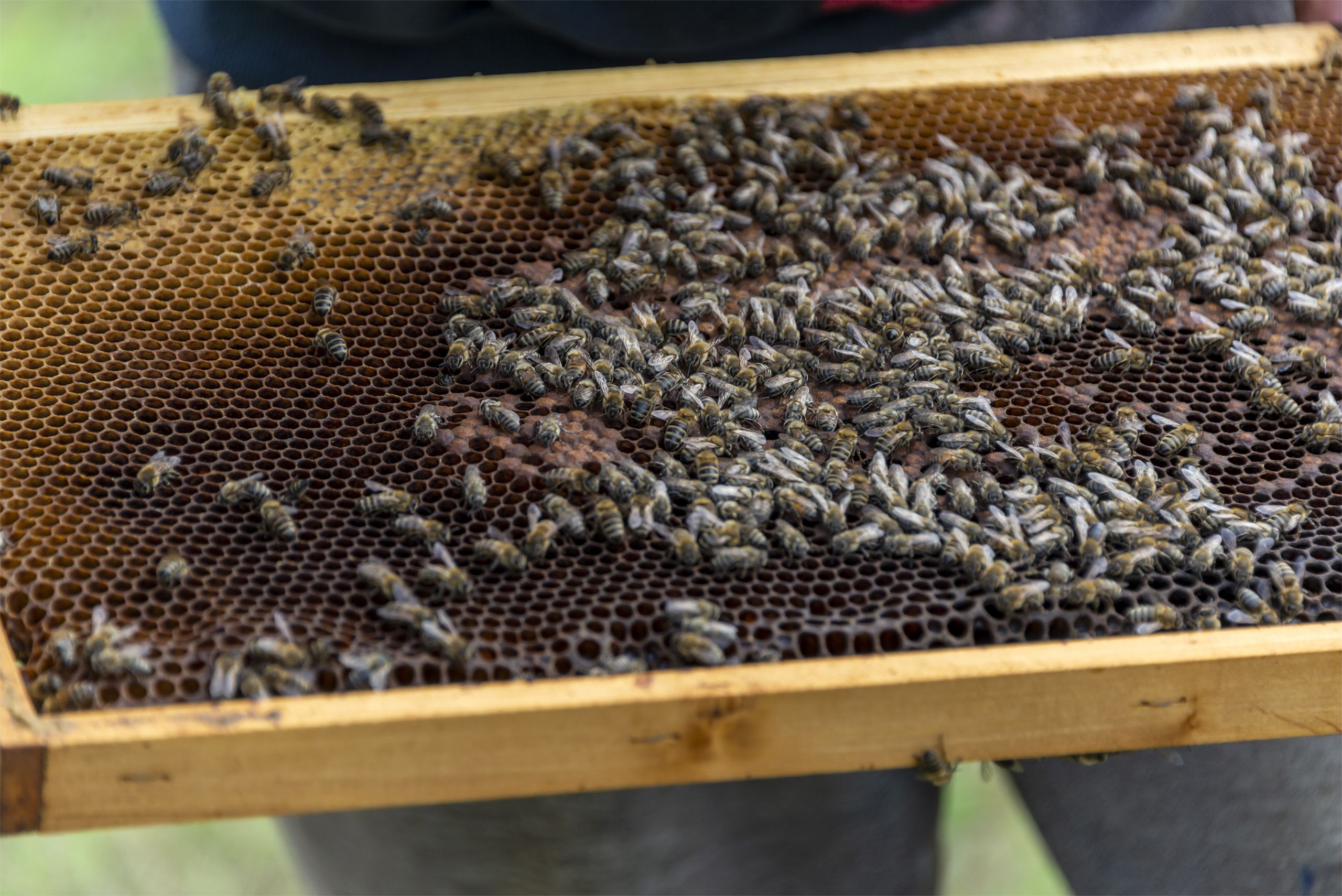 Bees gather on a hive frame
