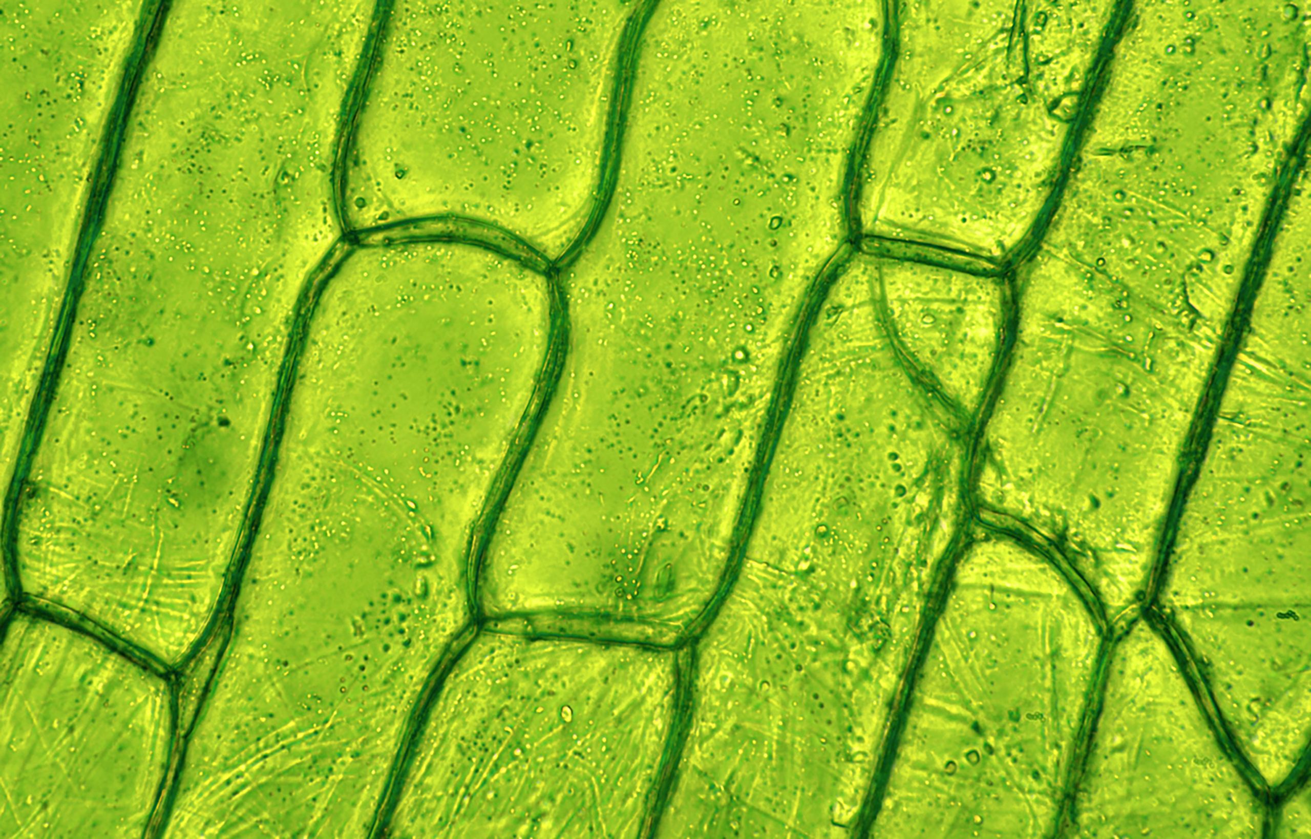 Microscopic image of plant cells 