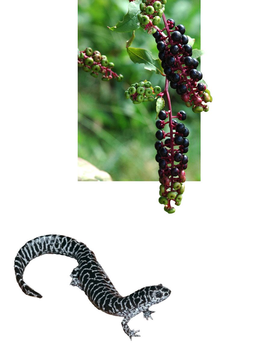 A cluster of pokeweed and a salamander