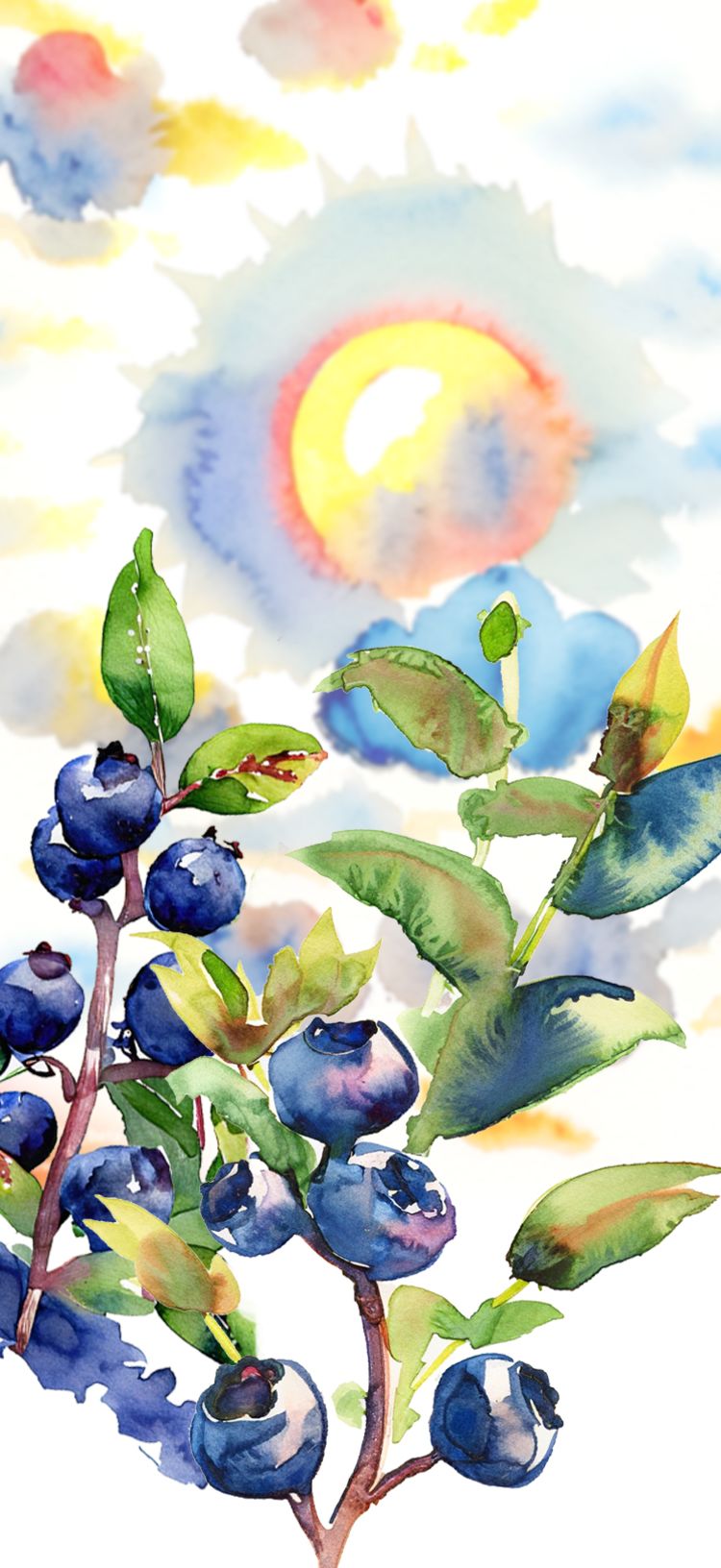 Watercolor style image of blueberry plants in front of the sun with colorful clouds in the background