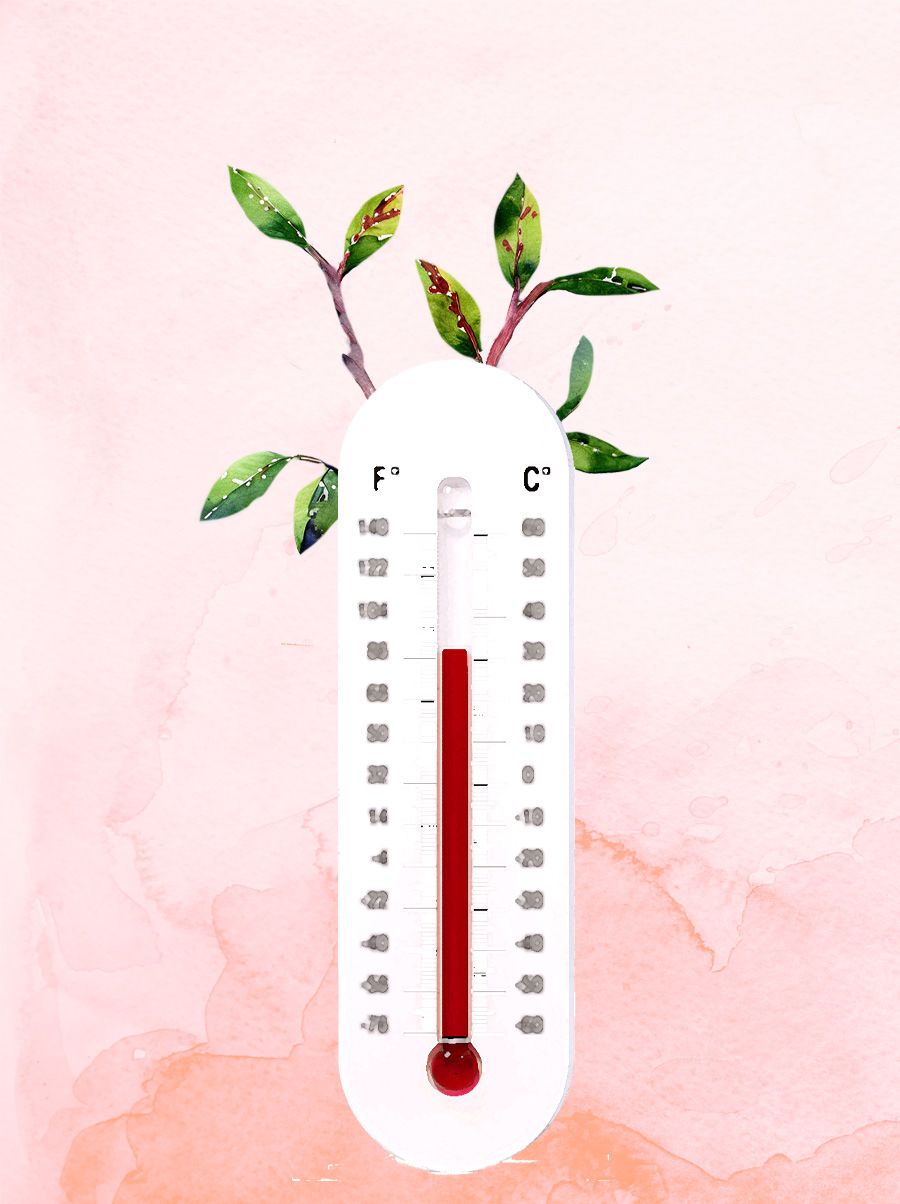 Thermometer with blueberry plants growing out of the stem