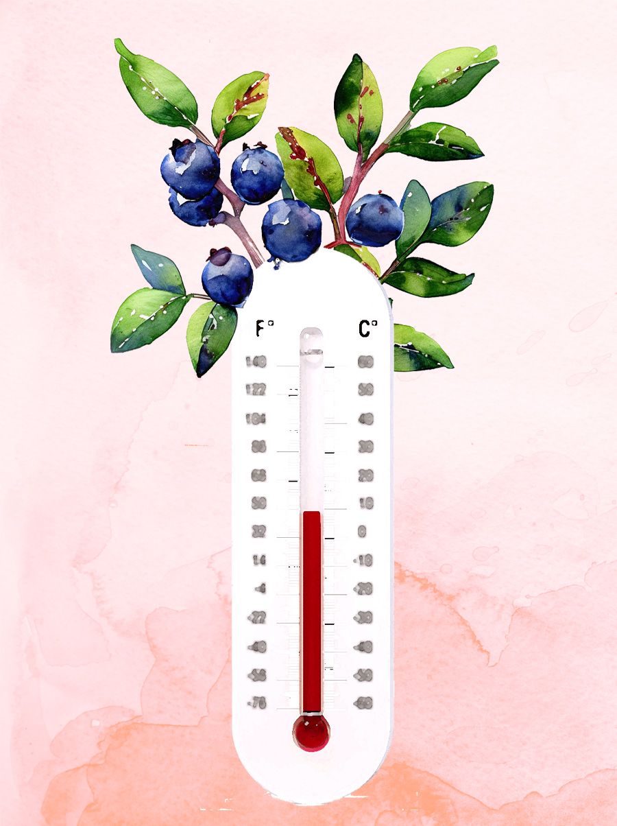Thermometer with fruiting blueberry plants growing out of the stem