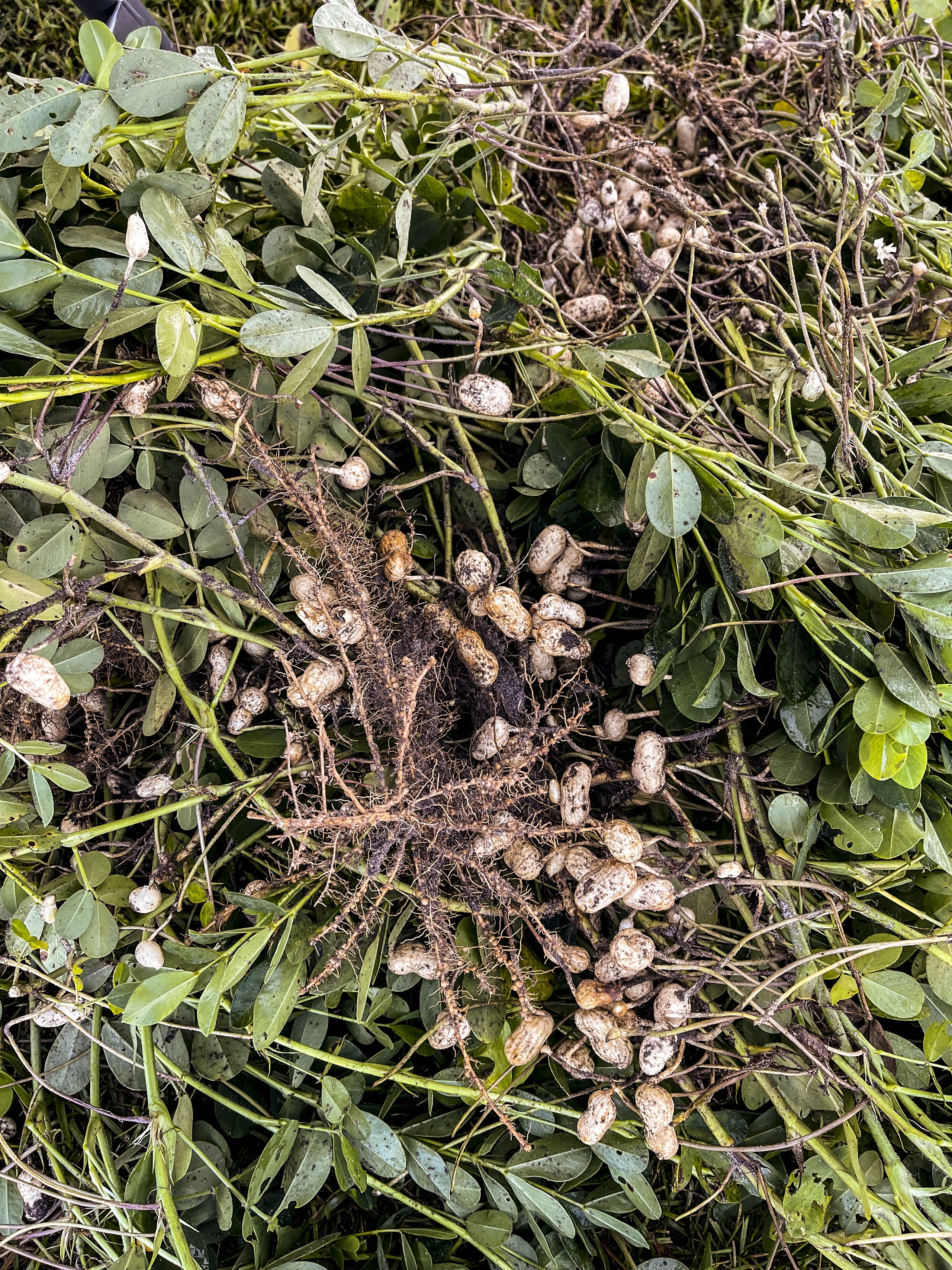 A closeup photo of freshly dug peanuts. 