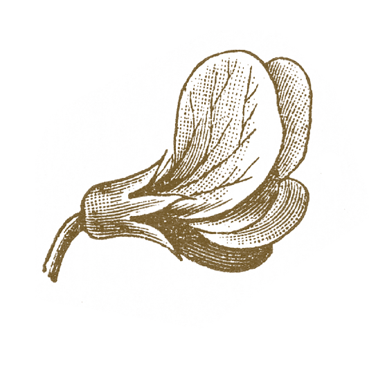 An illustration of a peanut flower.