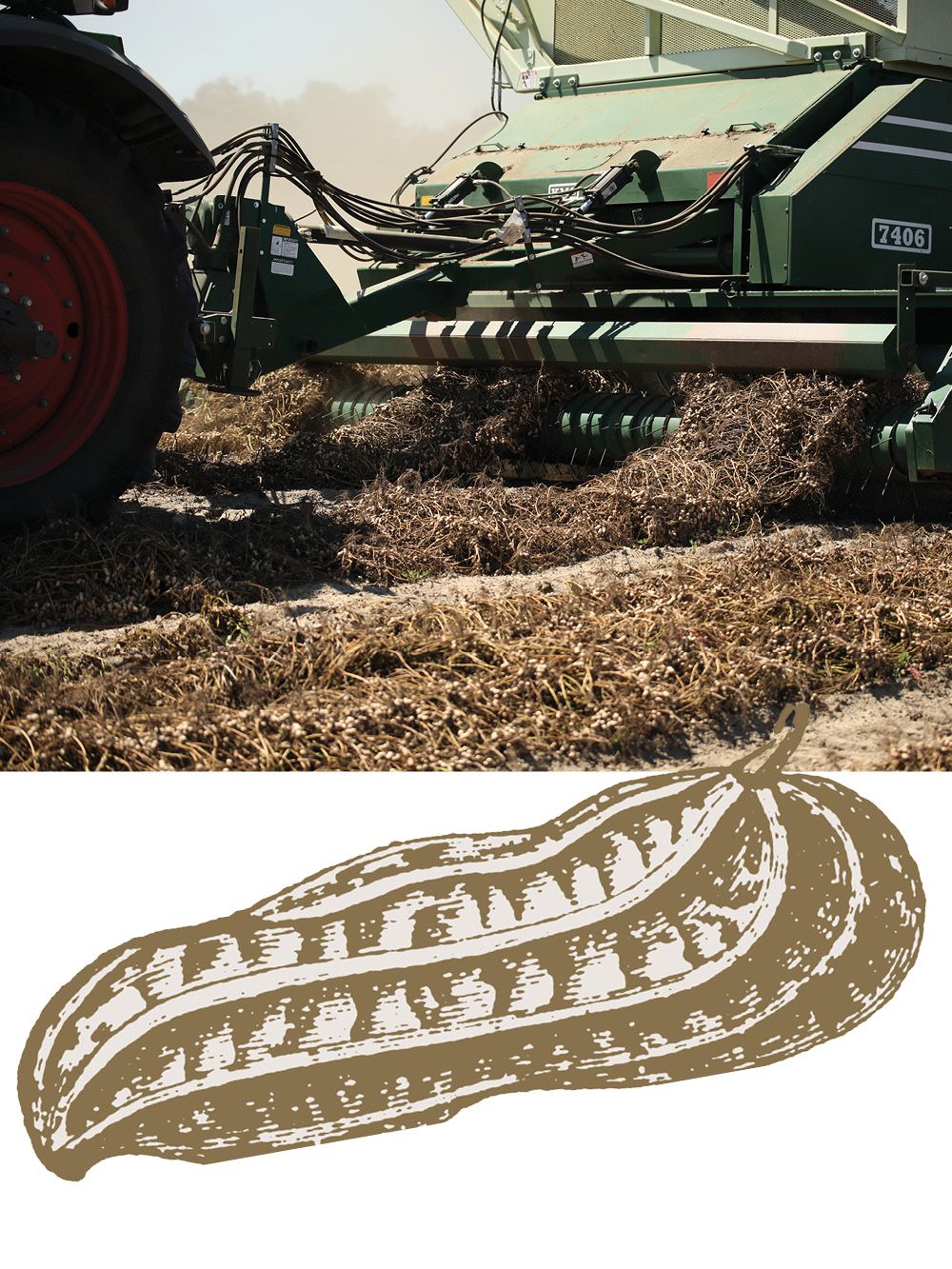 A combine picks up peanut plants and separates the peanut pods from the vines, dirt and debris from the field.