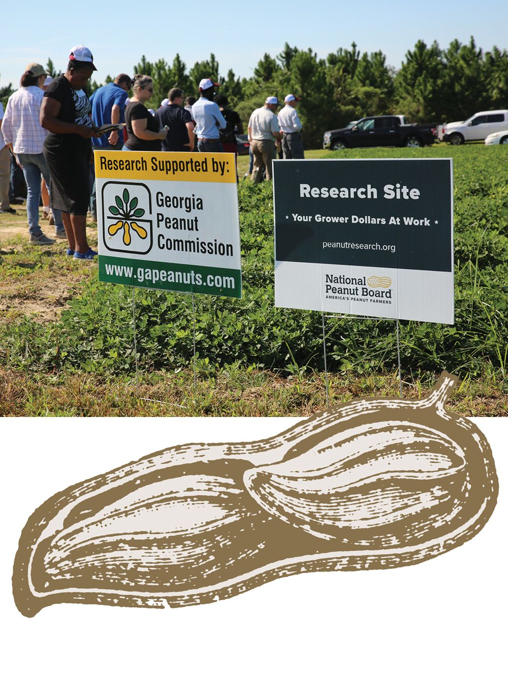 Signs at the edge of a peanut field identify it as a research site supported by the Georgia Peanut Commission and the American Peanut Board.