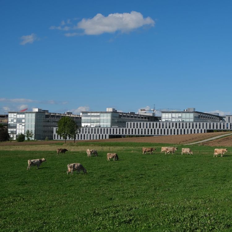 Cows graze a field in front of ETH Hönggerberg universty buildings.