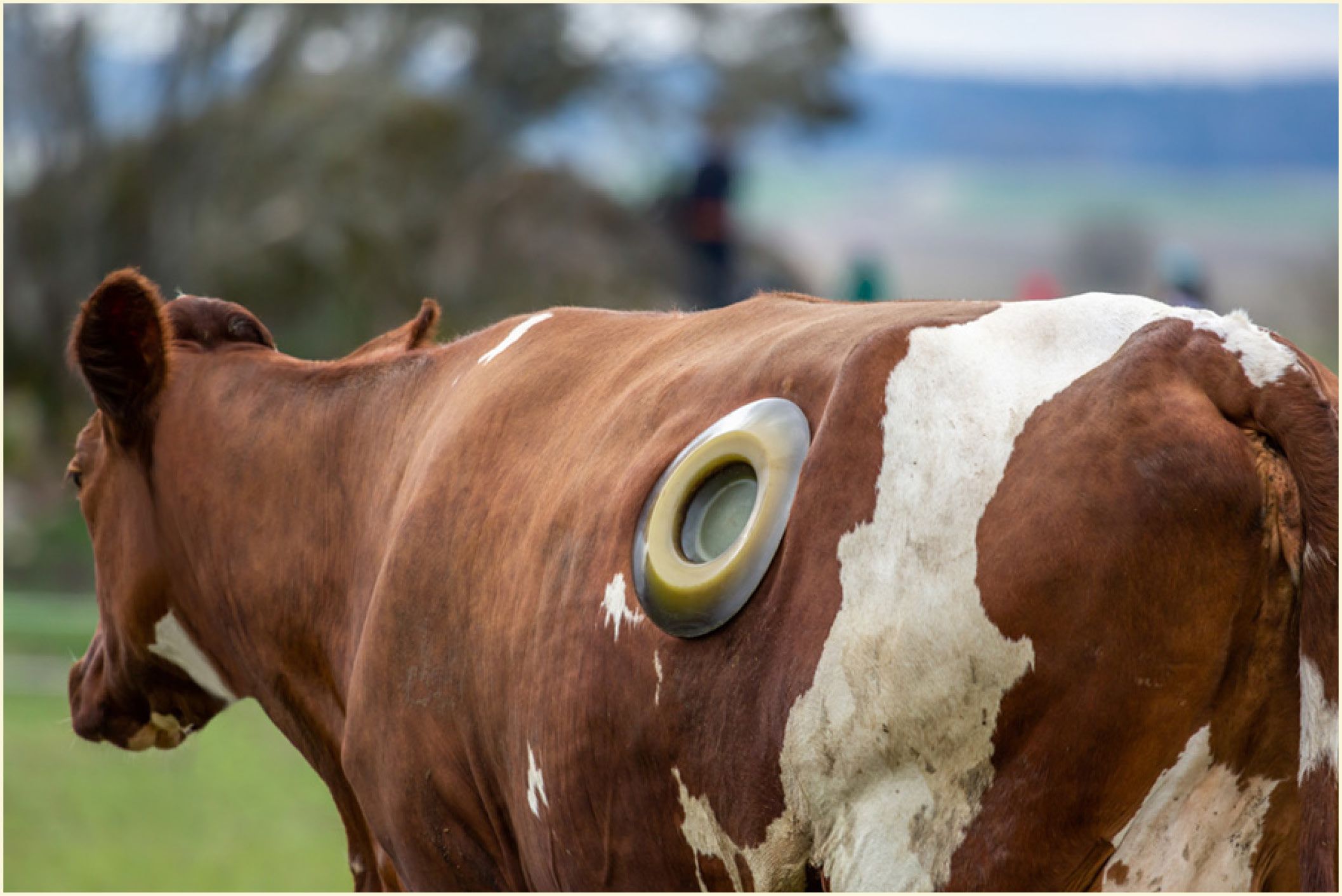 A cow that has been surgically fitted with a cannula.