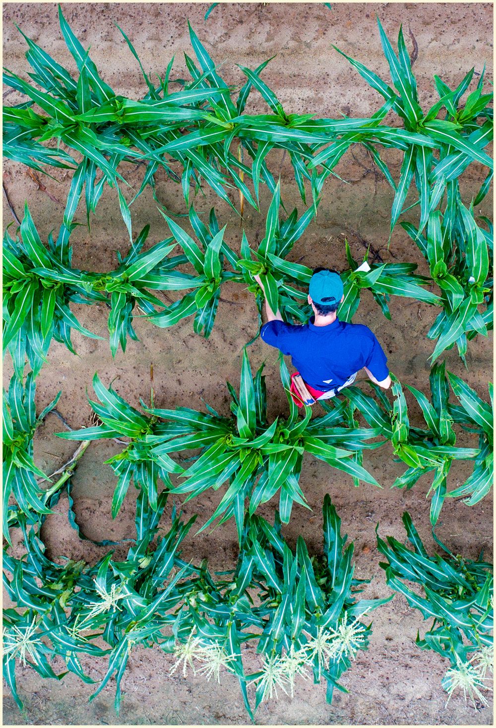 Aerial view of a person among rows of green leafy plants
