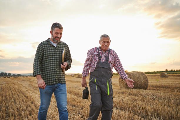 Two farmers walk through a field of harvested wheat
