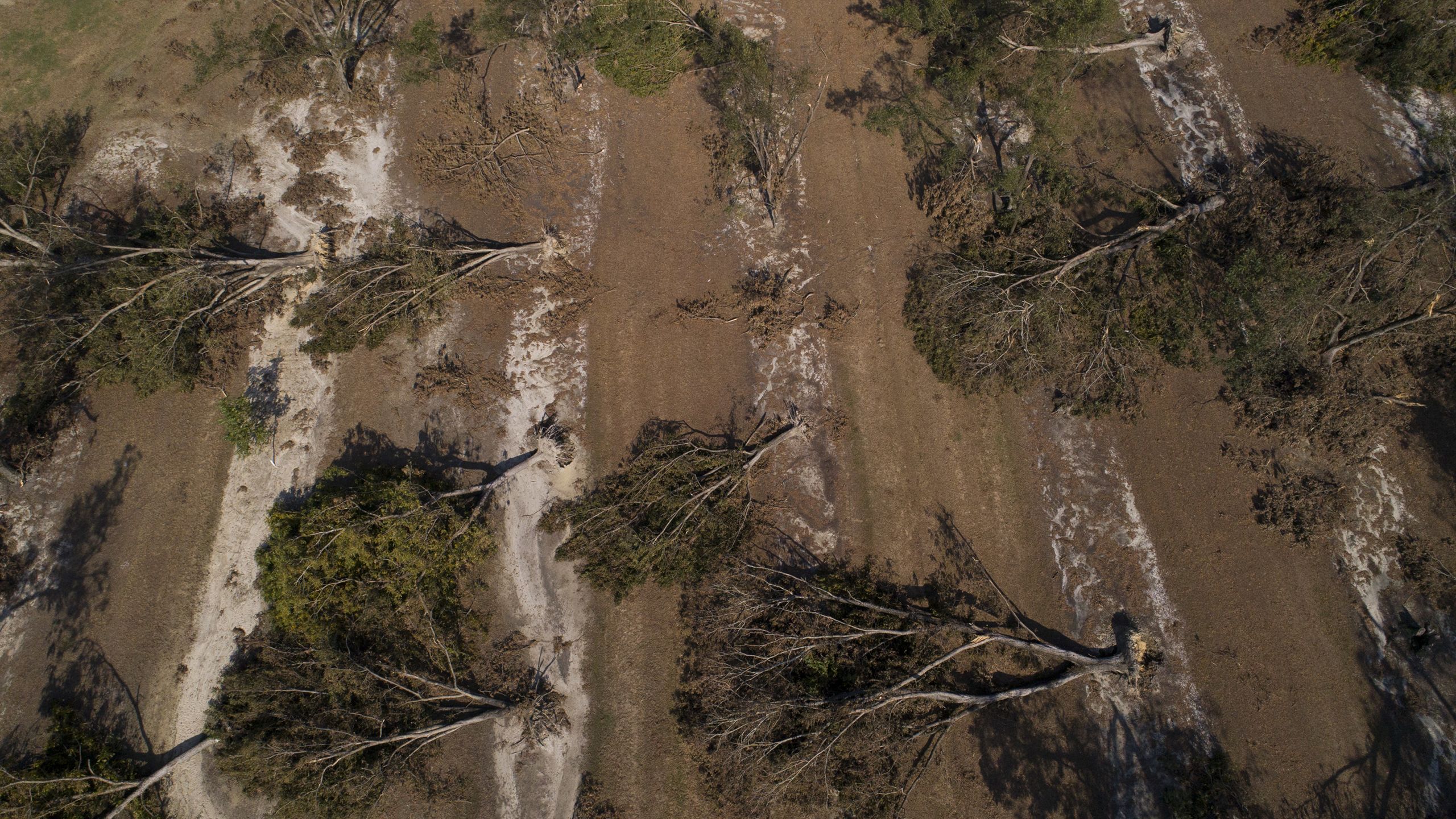 Aerial view of knocked-over pecan trees in eroded soil.