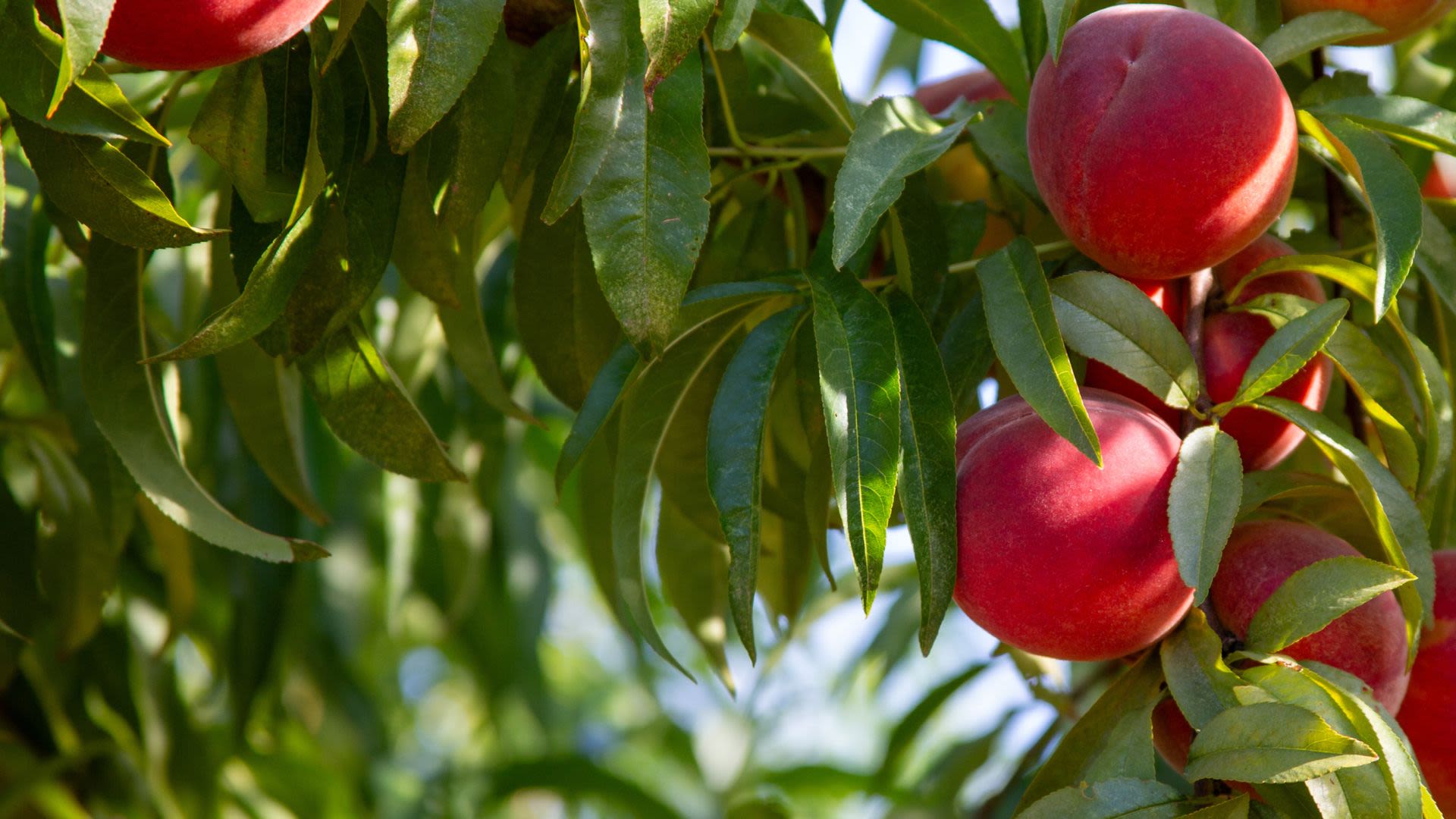 Ripe peaches on a lush green branch.