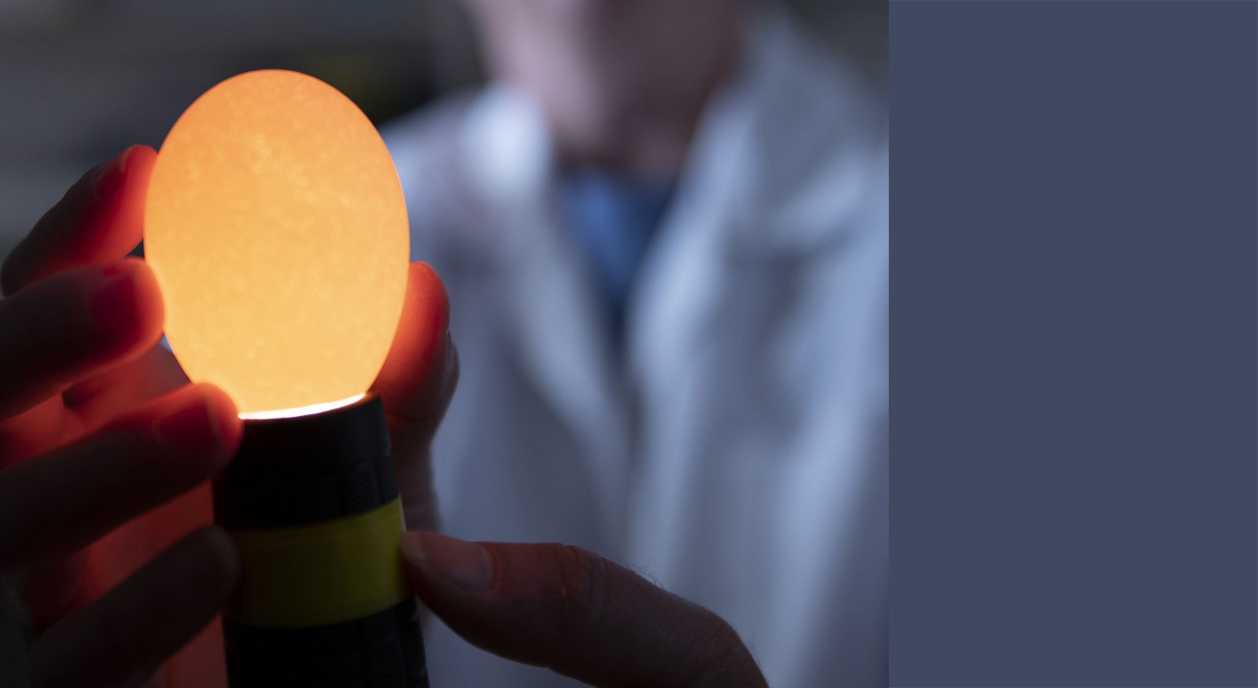 A candled chicken egg glows in the hands of poultry science Assistant Professor Laura Ellestad