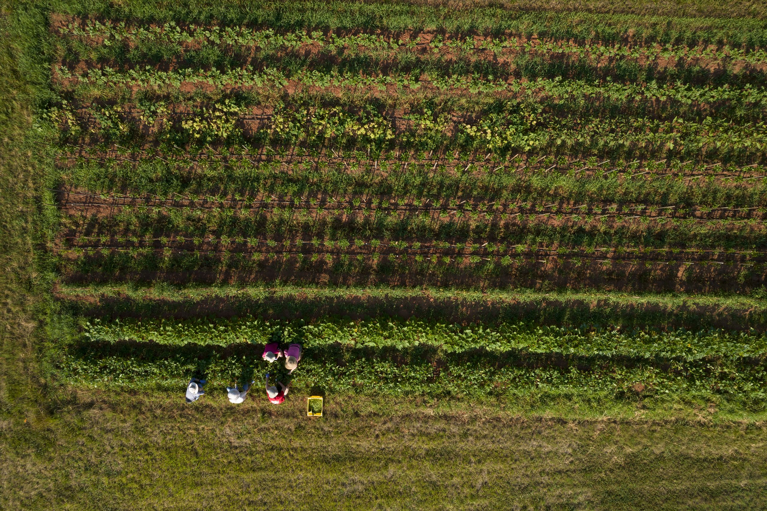 Aerial view of the UGArden as students harvest vegetables