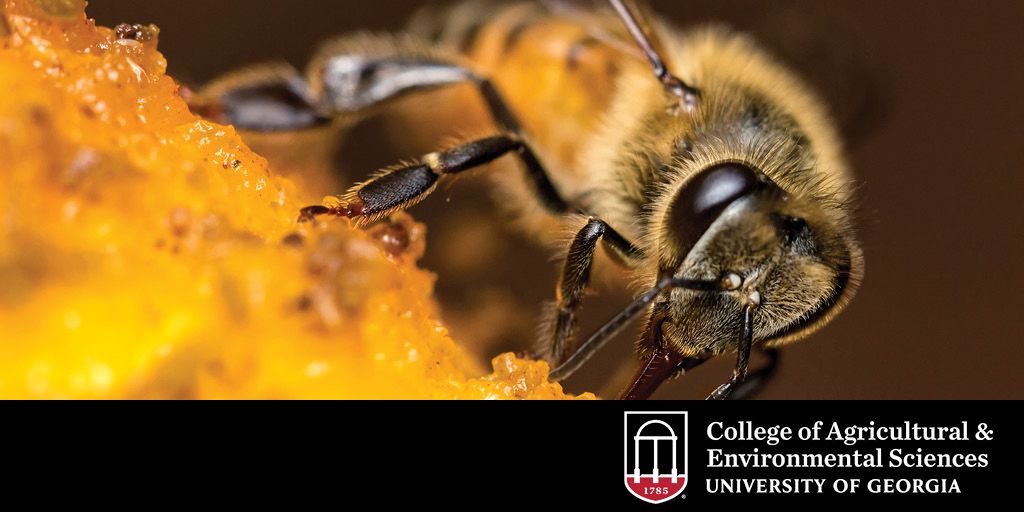 Vaccination for Bees Doesn't Sting - College of Agriculture and