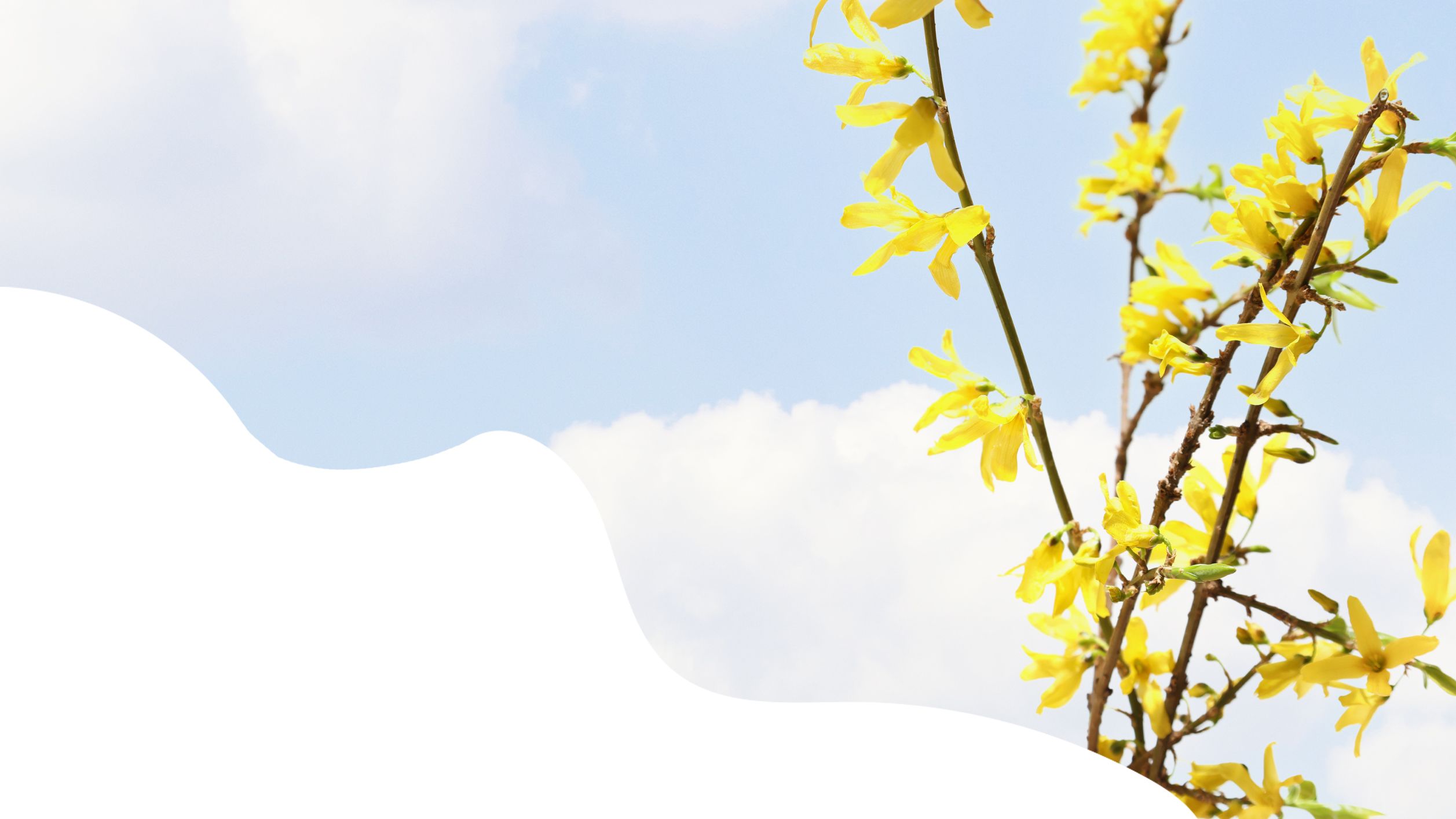 Yellow Forsythia flowers on a cloudy background
