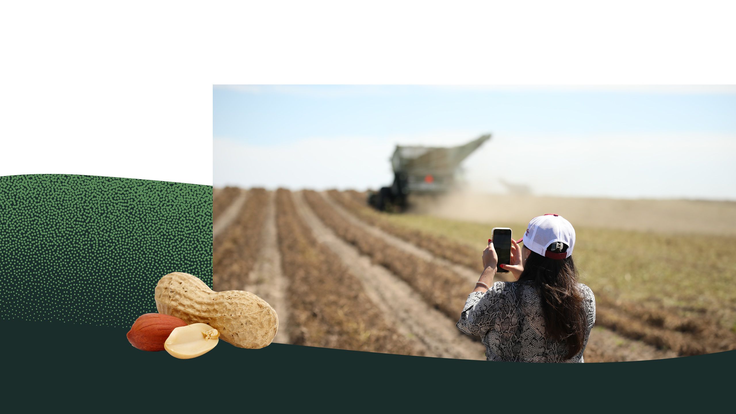 A person holds up a phone towards a peanut field being turned