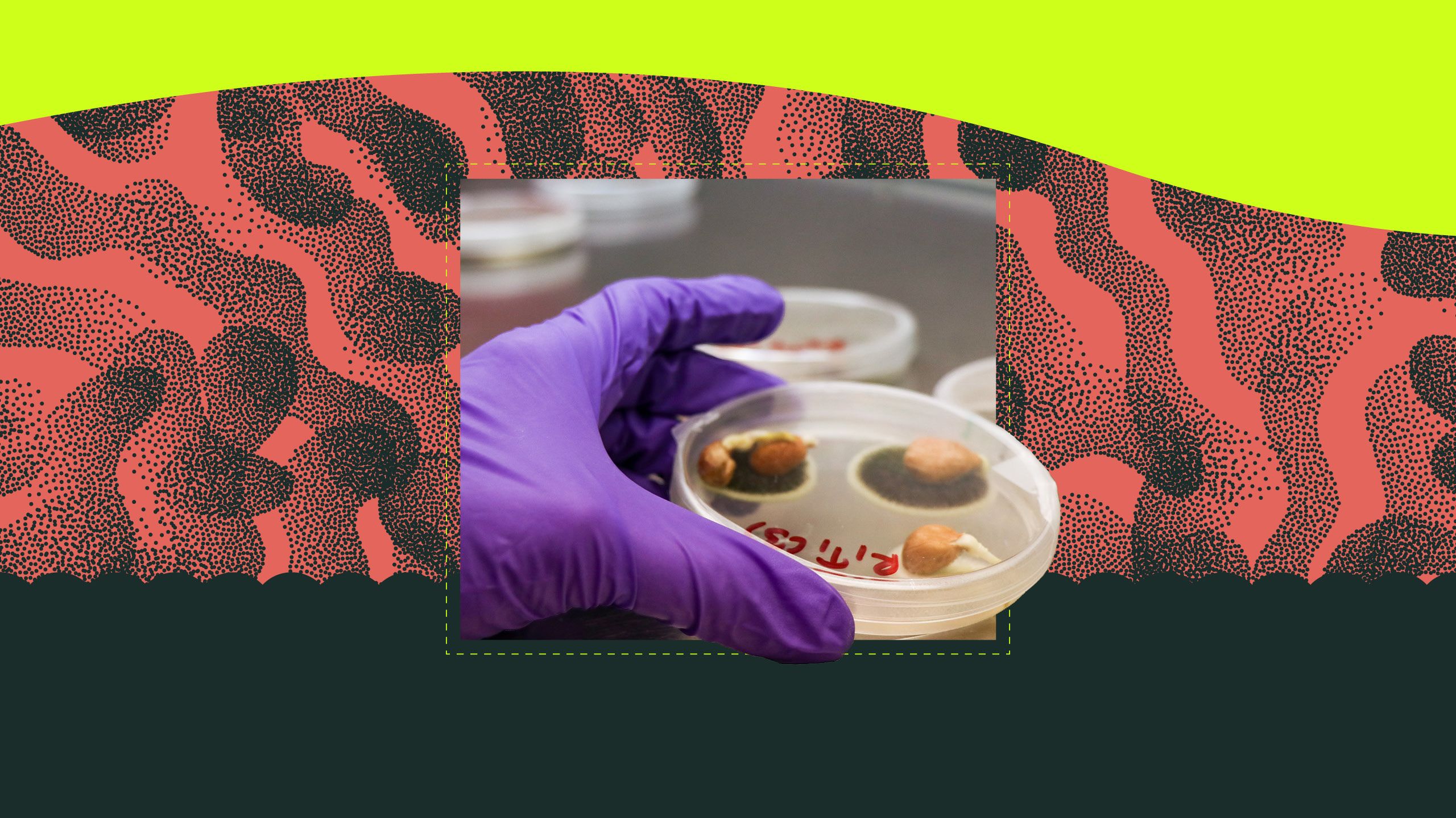 Gloved hand holds a petri dish with spots of mold growing in it