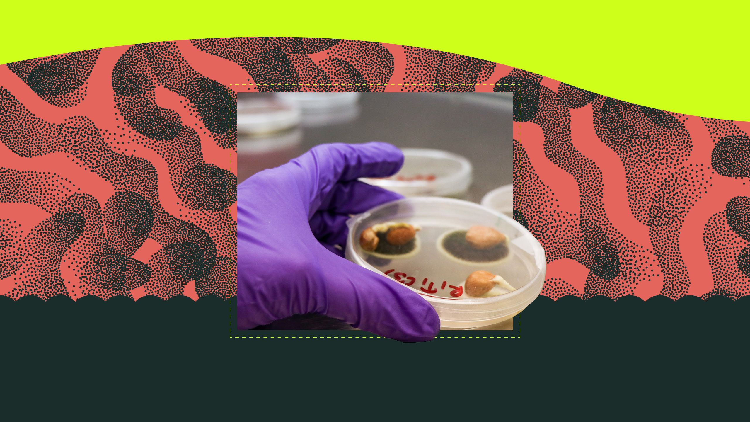 Gloved hand holds a petri dish with spots of mold growing in it