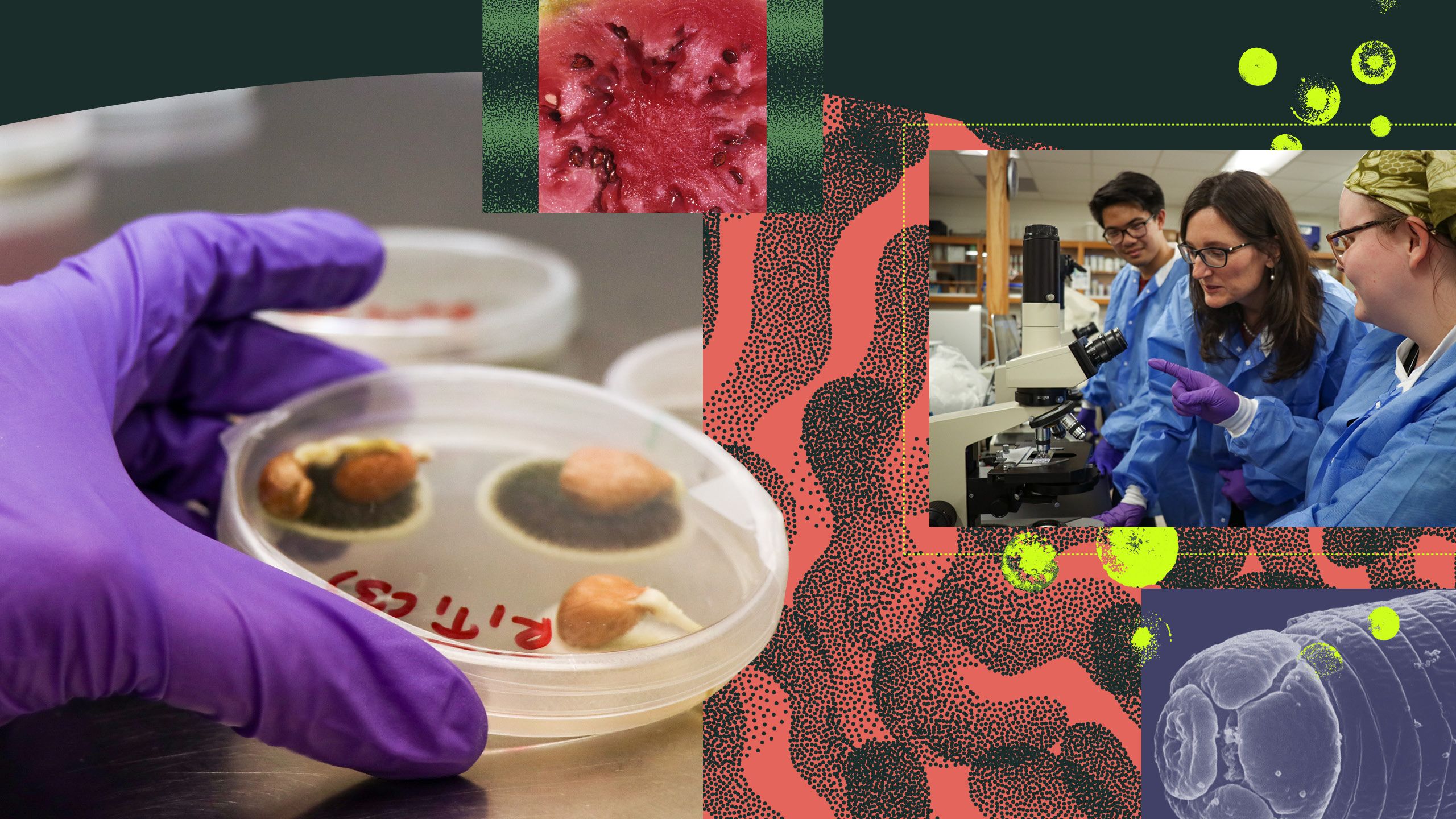 Petri dishes don't make good hosts for parasitic nematodes