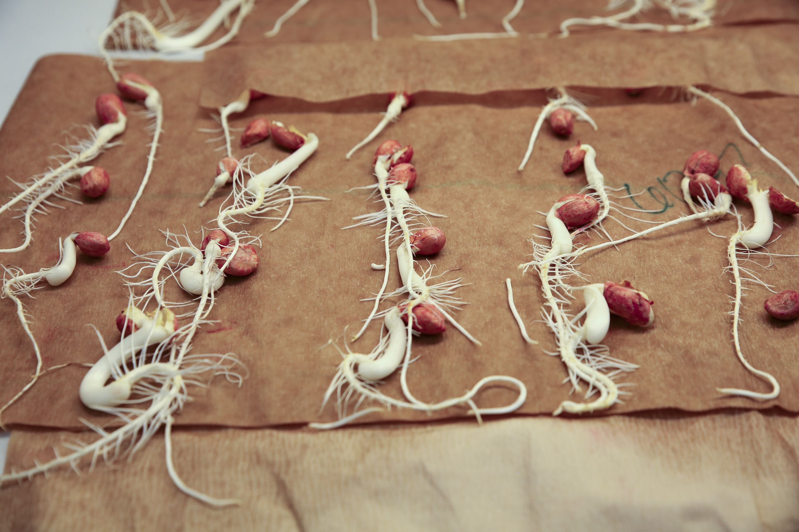 Neat rows of germinated peanut seeds with white shoots sit on brown paper at the Georgia Department of Agriculture’s Tifton Agricultural Seed Lab.