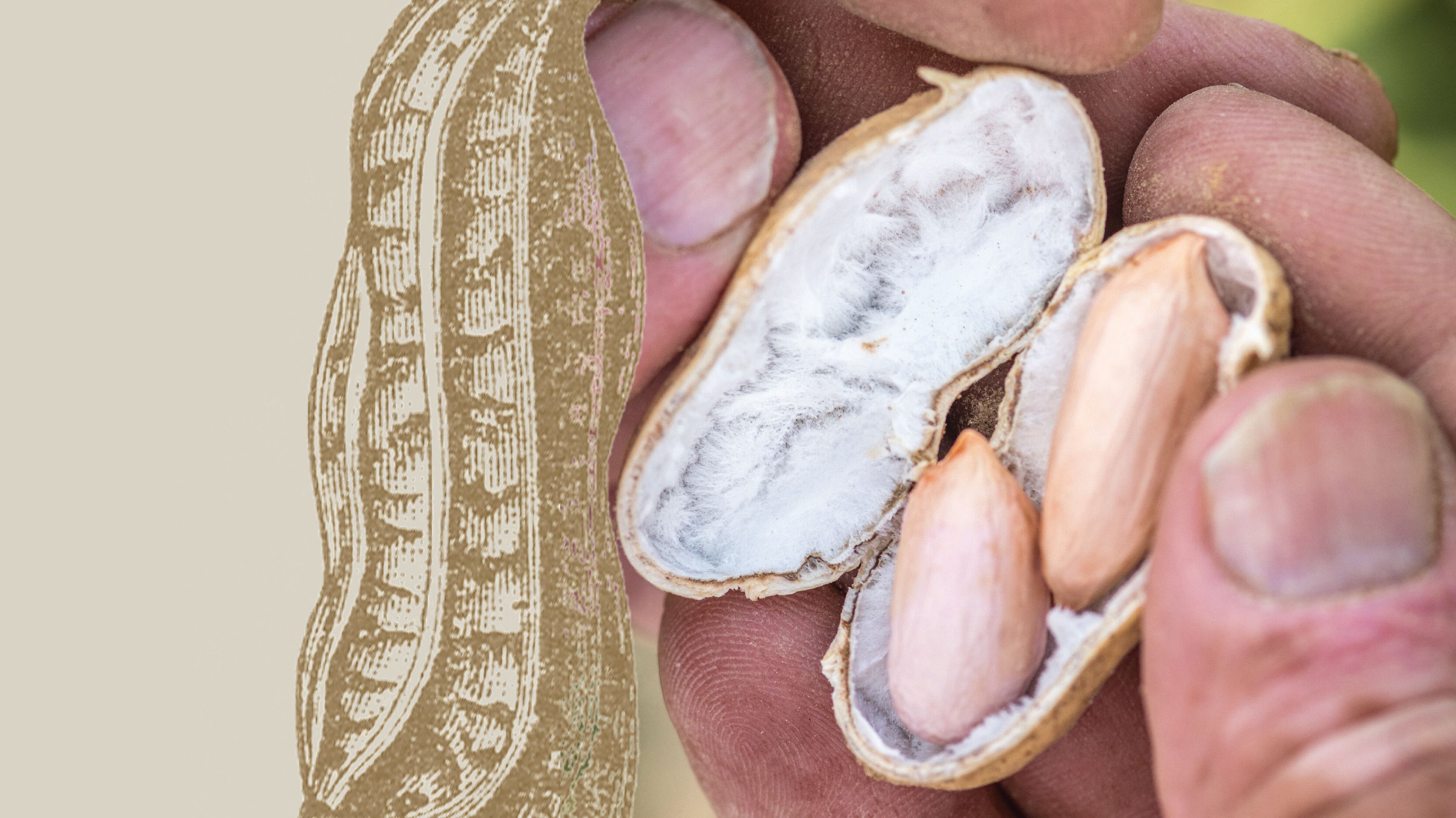 Closeup photo of fingers exposing the pale, immature peanut inside the shell.